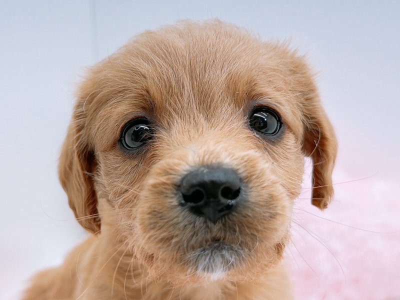 愛知県のハーフ犬・ミックス犬 (ペッツワン小牧店/2025年11月29日生まれ/男の子/レッド)の子犬