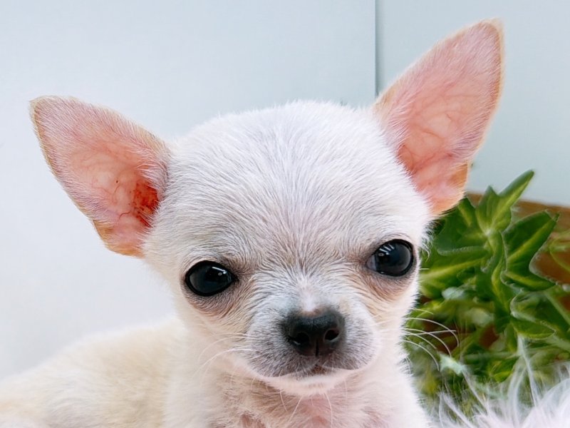 愛知県のチワワ(ロング) (ペッツワン小牧店/2025年11月30日生まれ/男の子/クリーム)の子犬