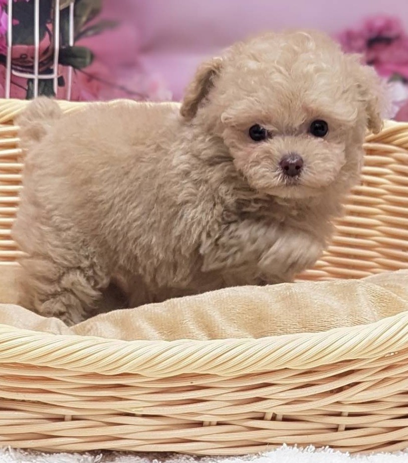 岡山県のトイプードル(トイ) (ペッツワンFC津山店/2025年12月17日生まれ/女の子/ペールフォーン)の子犬