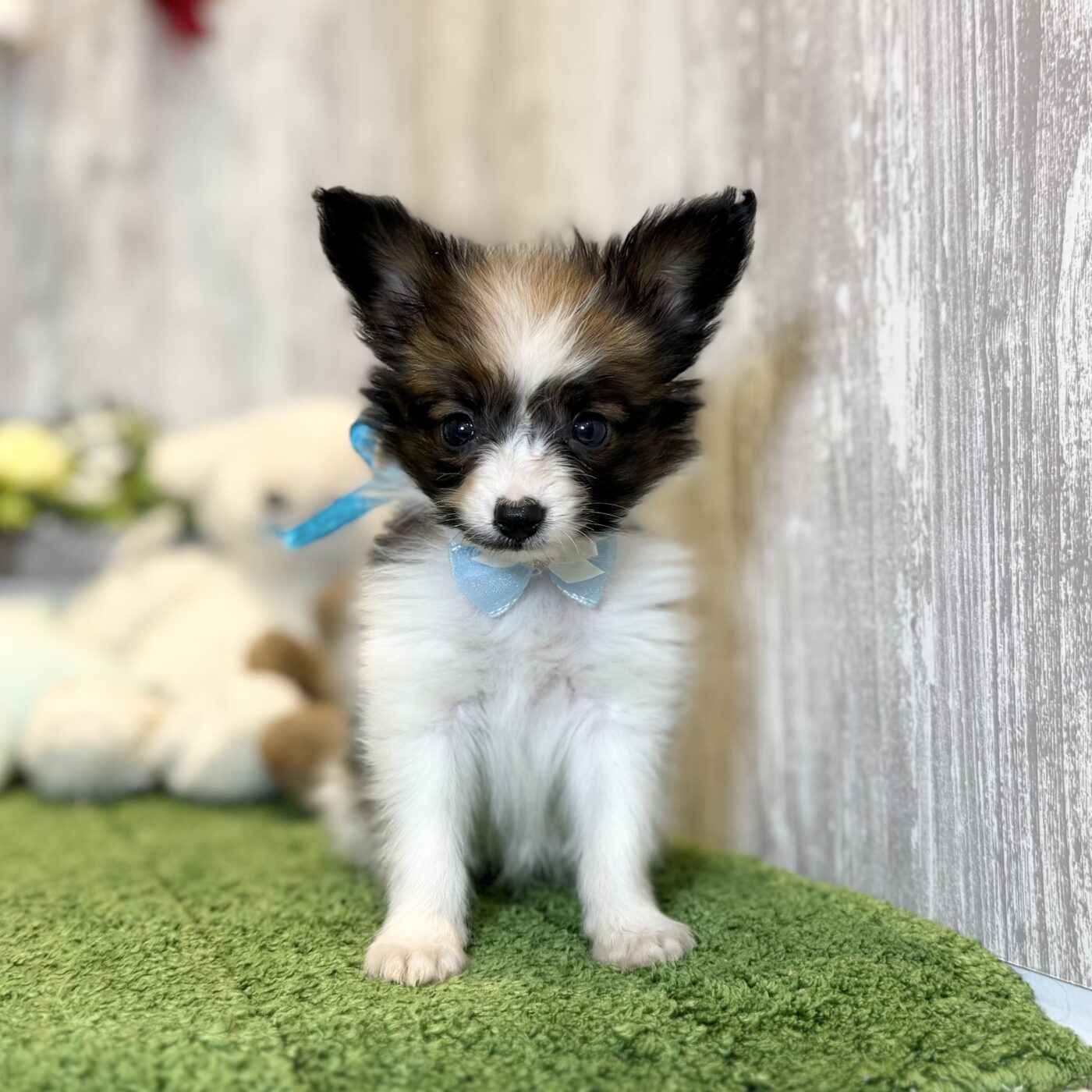 兵庫県のパピヨン (ペッツワン姫路大津店/2025年10月14日生まれ/男の子/ホワイトレッド)の子犬の3枚目の画像