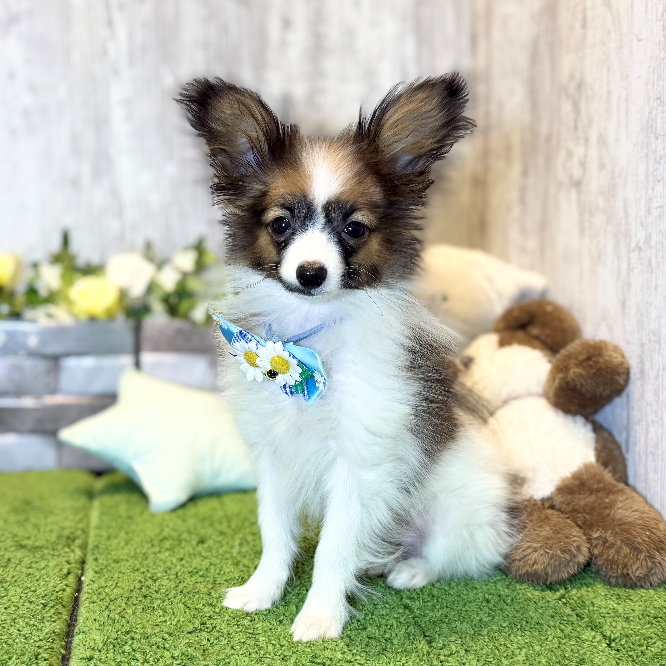 兵庫県のパピヨン (ペッツワン姫路大津店/2025年10月14日生まれ/男の子/ホワイトレッド)の子犬の1枚目の画像