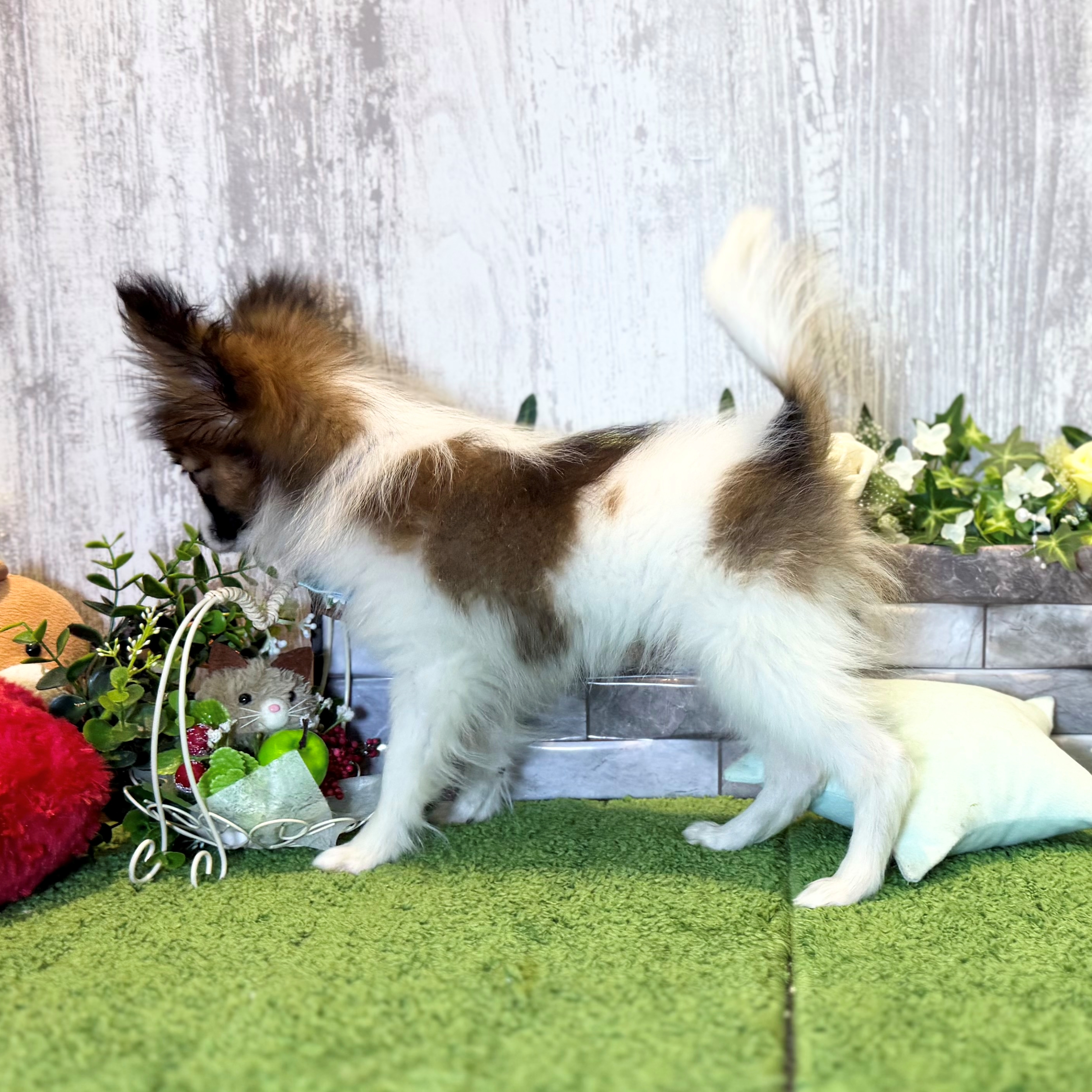 兵庫県のパピヨン (ペッツワン姫路大津店/2025年10月14日生まれ/男の子/ホワイトレッド)の子犬の2枚目の画像