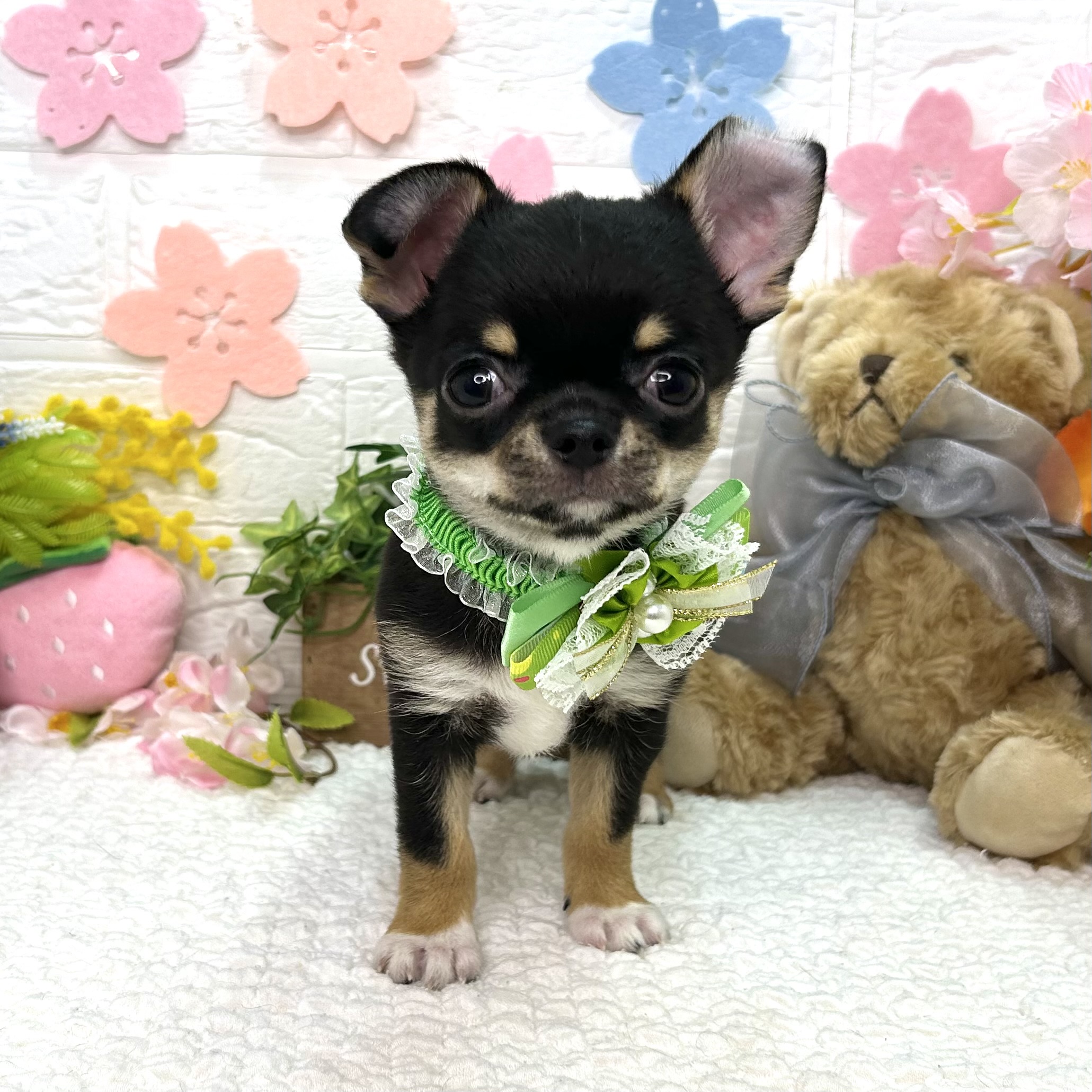 大阪府のチワワ(ロング) (ペッツワン東大阪店/2025年12月16日生まれ/男の子/ブラックタンホワイト)の子犬