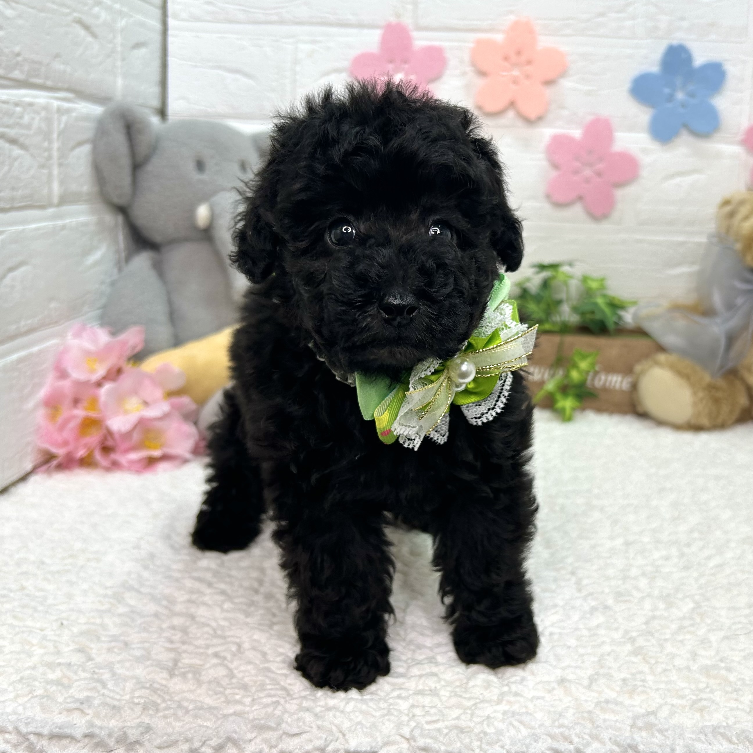 大阪府のトイプードル(トイ) (ペッツワン東大阪店/2025年12月18日生まれ/男の子/ブラック)の子犬の3枚目の画像