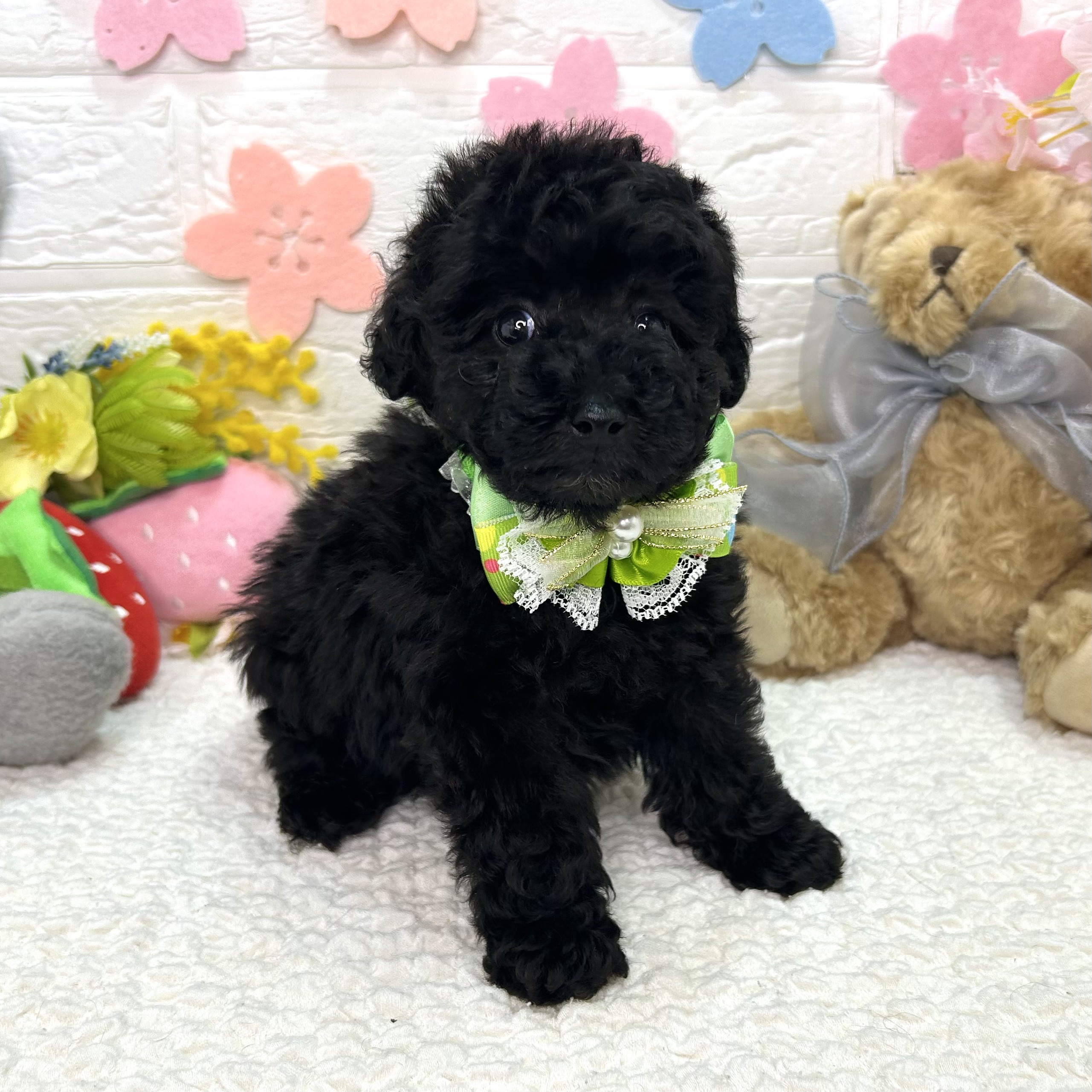 大阪府のトイプードル(トイ) (ペッツワン東大阪店/2025年12月18日生まれ/男の子/ブラック)の子犬の2枚目の画像