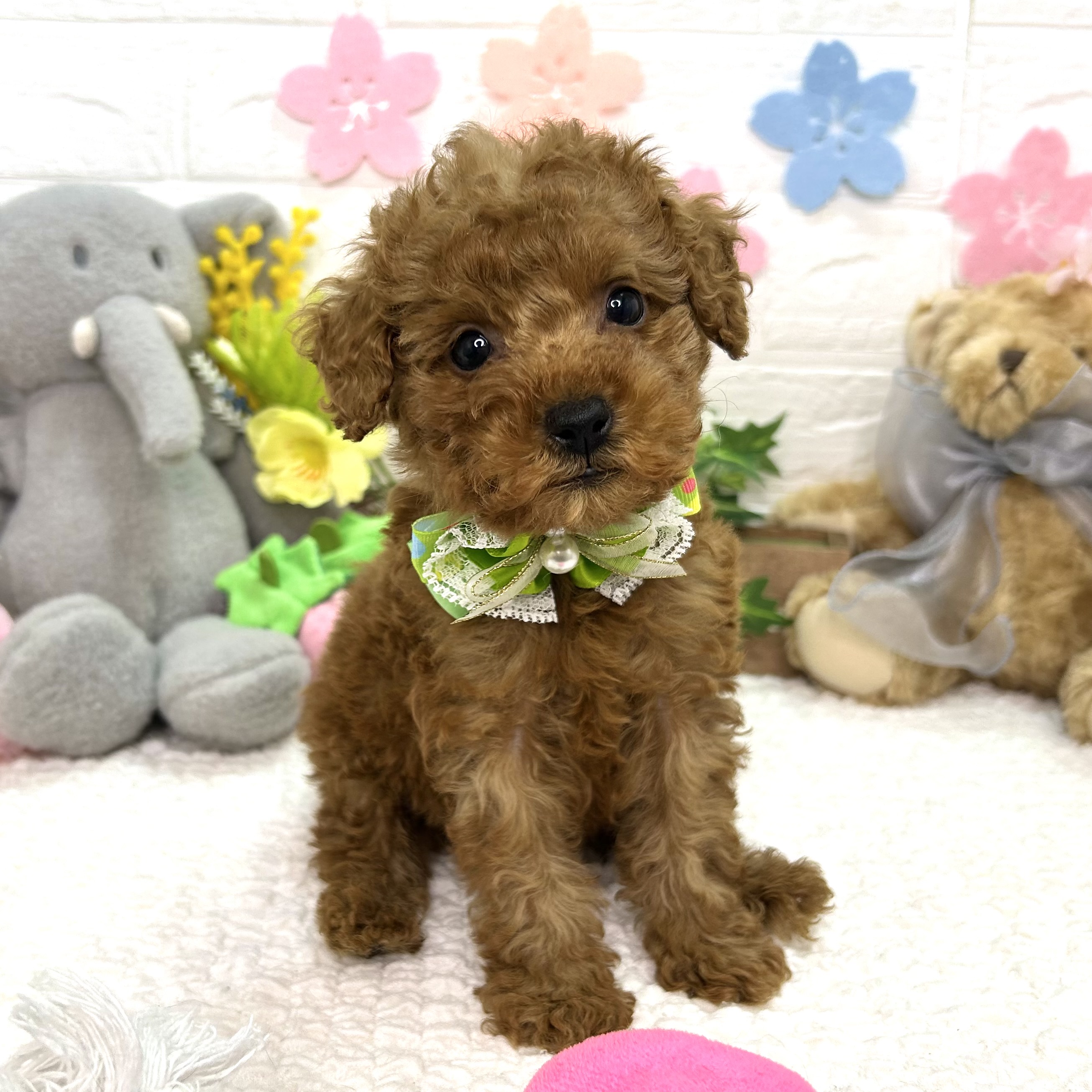 大阪府のトイプードル(トイ) (ペッツワン東大阪店/2025年12月18日生まれ/男の子/レッドフォーン)の子犬の1枚目の画像