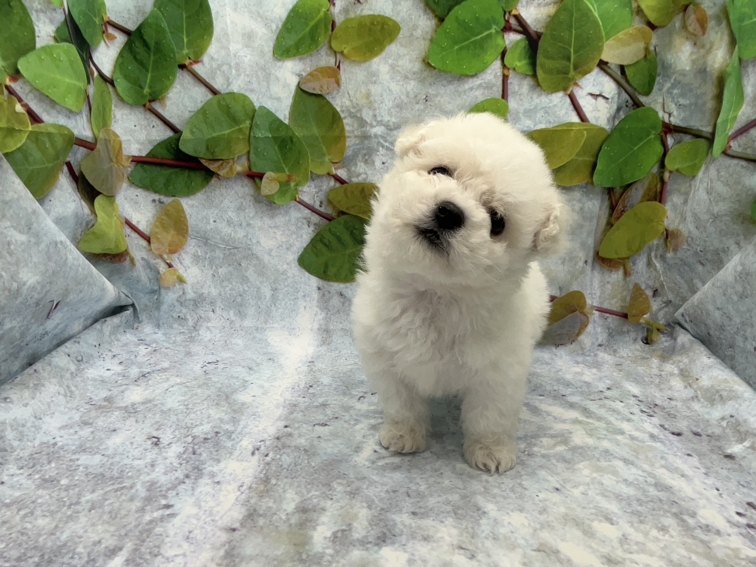 埼玉県のハーフ犬・ミックス犬 (ペッツワン北本店/2025年12月12日生まれ/女の子/ホワイト)の子犬の2枚目の画像