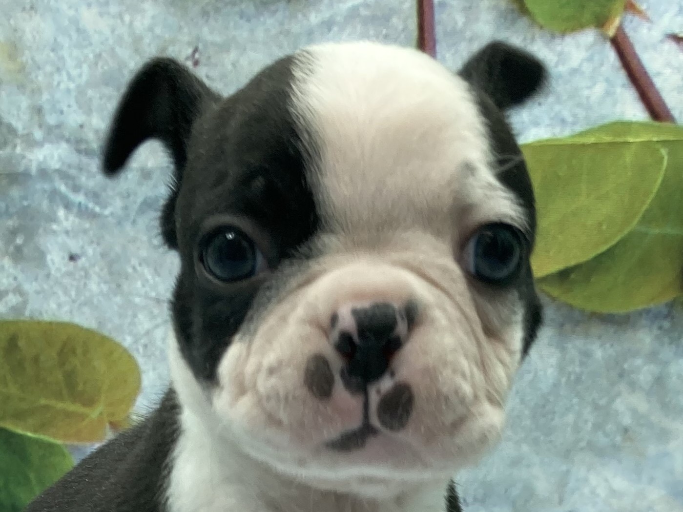 2025年11月16日生まれのボストンテリア