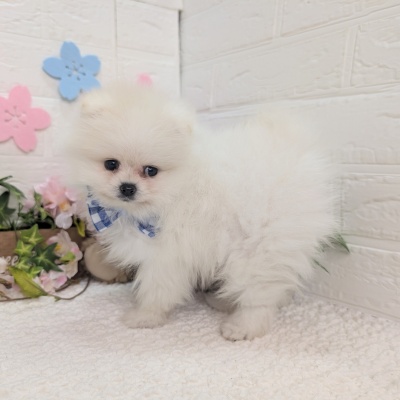 大阪府のポメラニアン (ペッツワン東大阪店/2025年12月12日生まれ/男の子/クリーム)の子犬の2枚目の画像