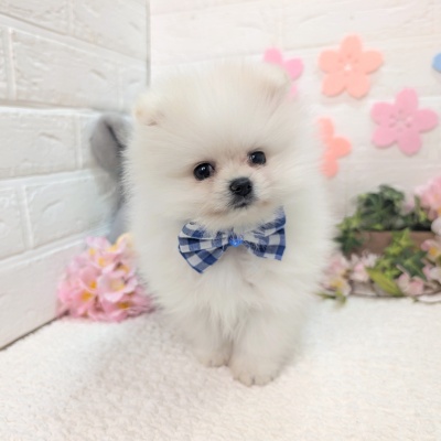 大阪府のポメラニアン (ペッツワン東大阪店/2025年12月12日生まれ/男の子/クリーム)の子犬の1枚目の画像