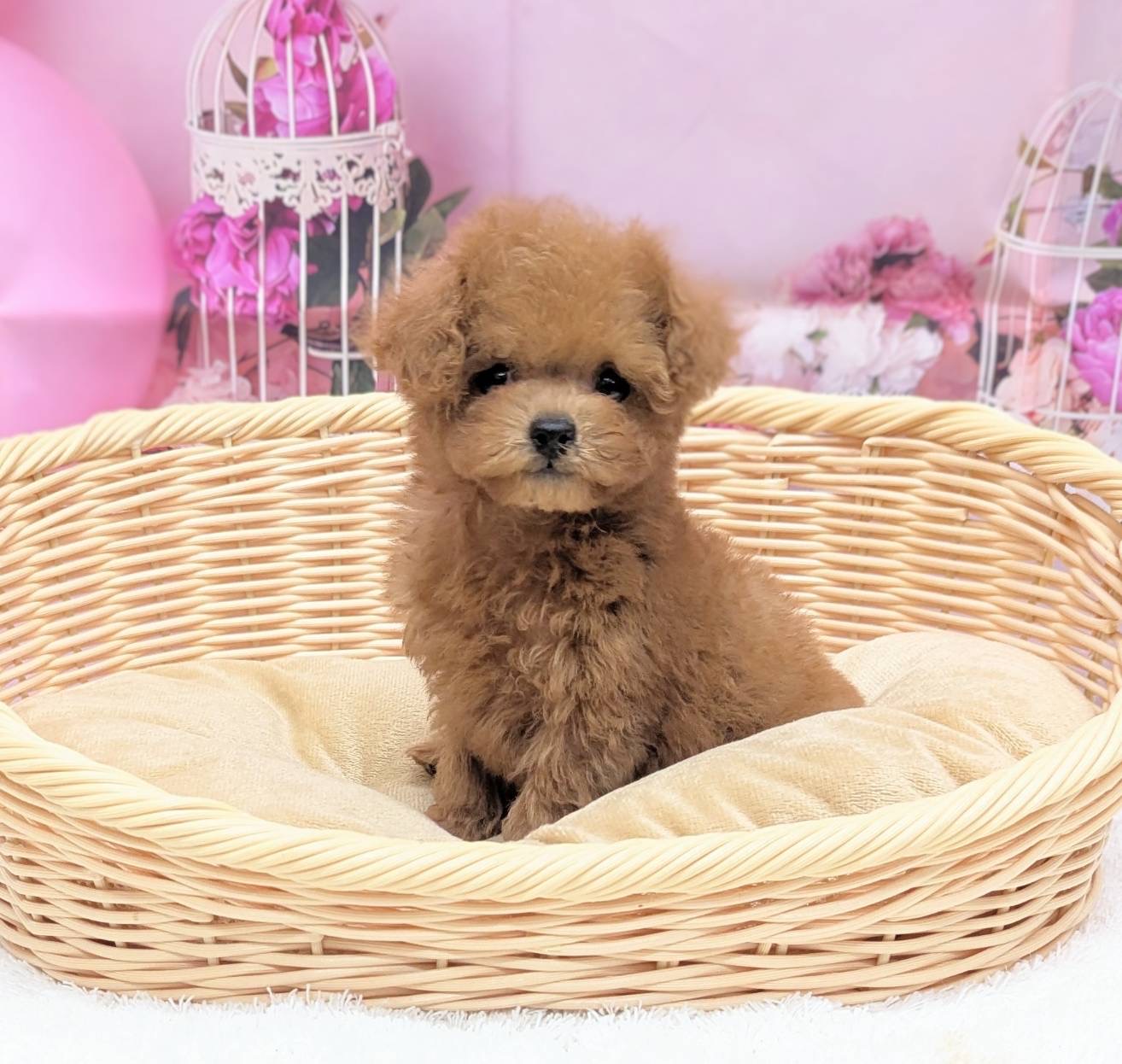 岡山県のトイプードル(トイ) (ペッツワンFC津山店/2025年11月11日生まれ/女の子/オレンジフォーン)の子犬