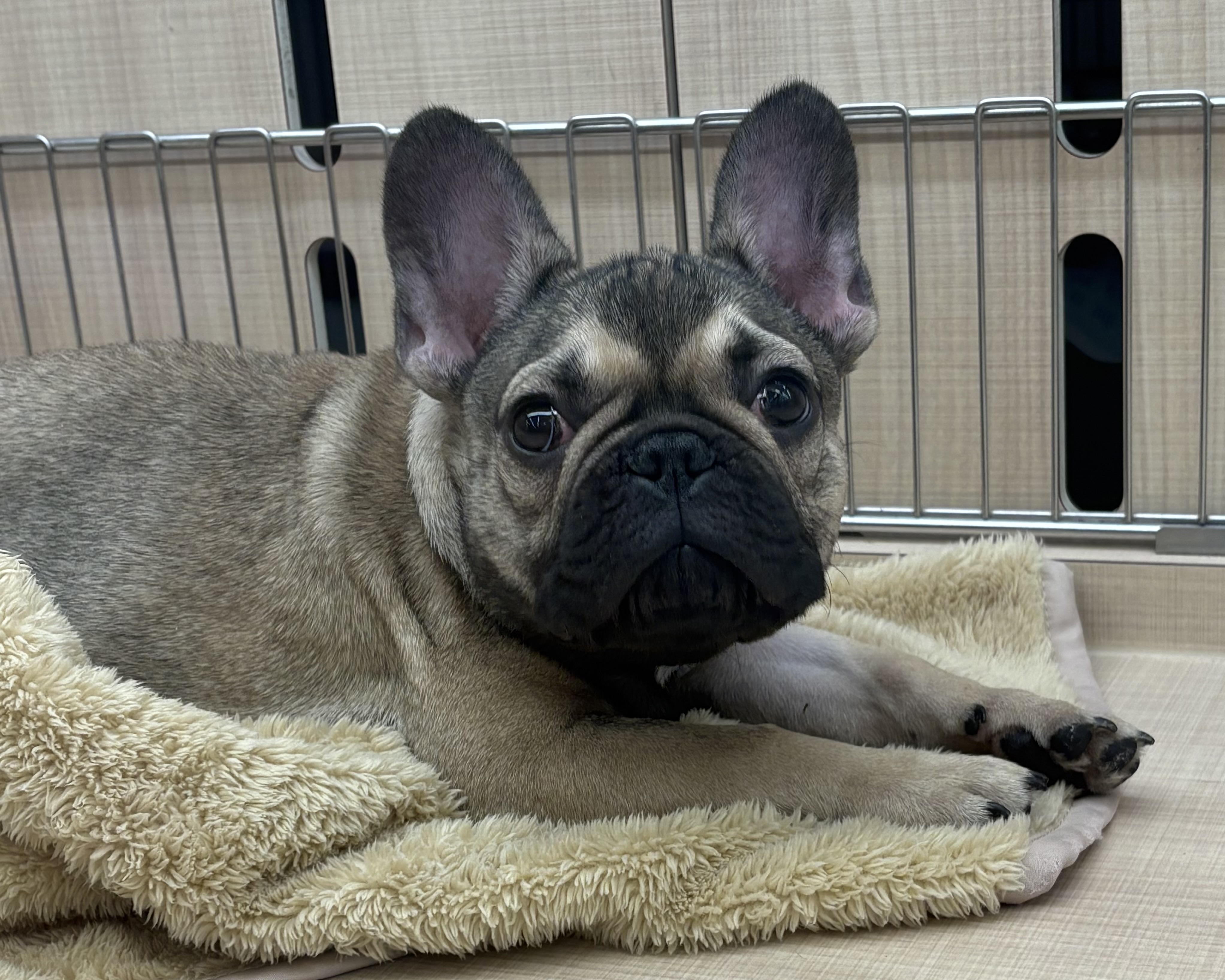 千葉県のフレンチブルドッグ (ペッツワン佐倉店/2025年10月8日生まれ/男の子/フォーン)の子犬