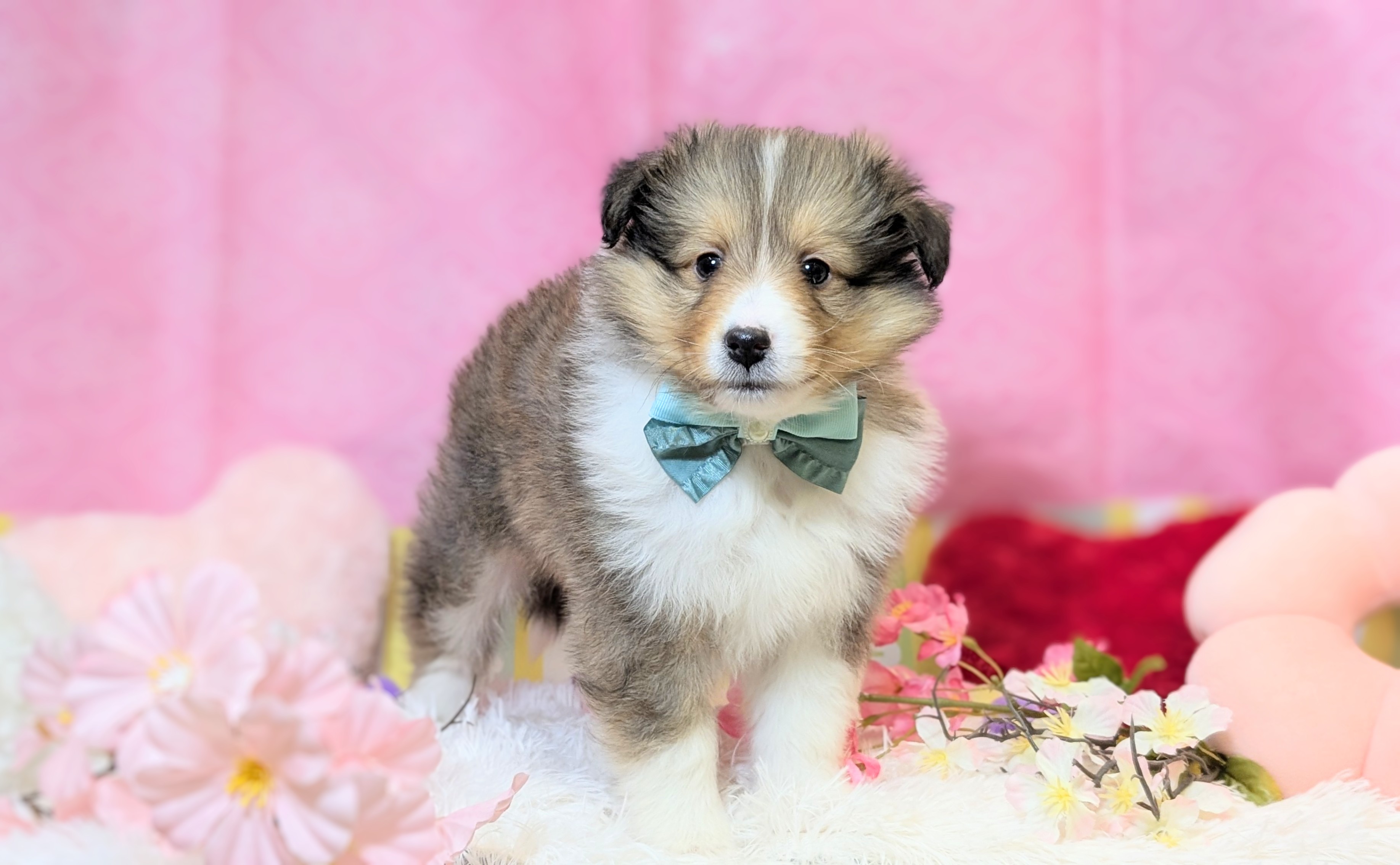 兵庫県のシェットランドシープドッグ (ペッツワン神戸西神南店/2025年12月18日生まれ/男の子/セーブルホワイト)の子犬の1枚目の画像