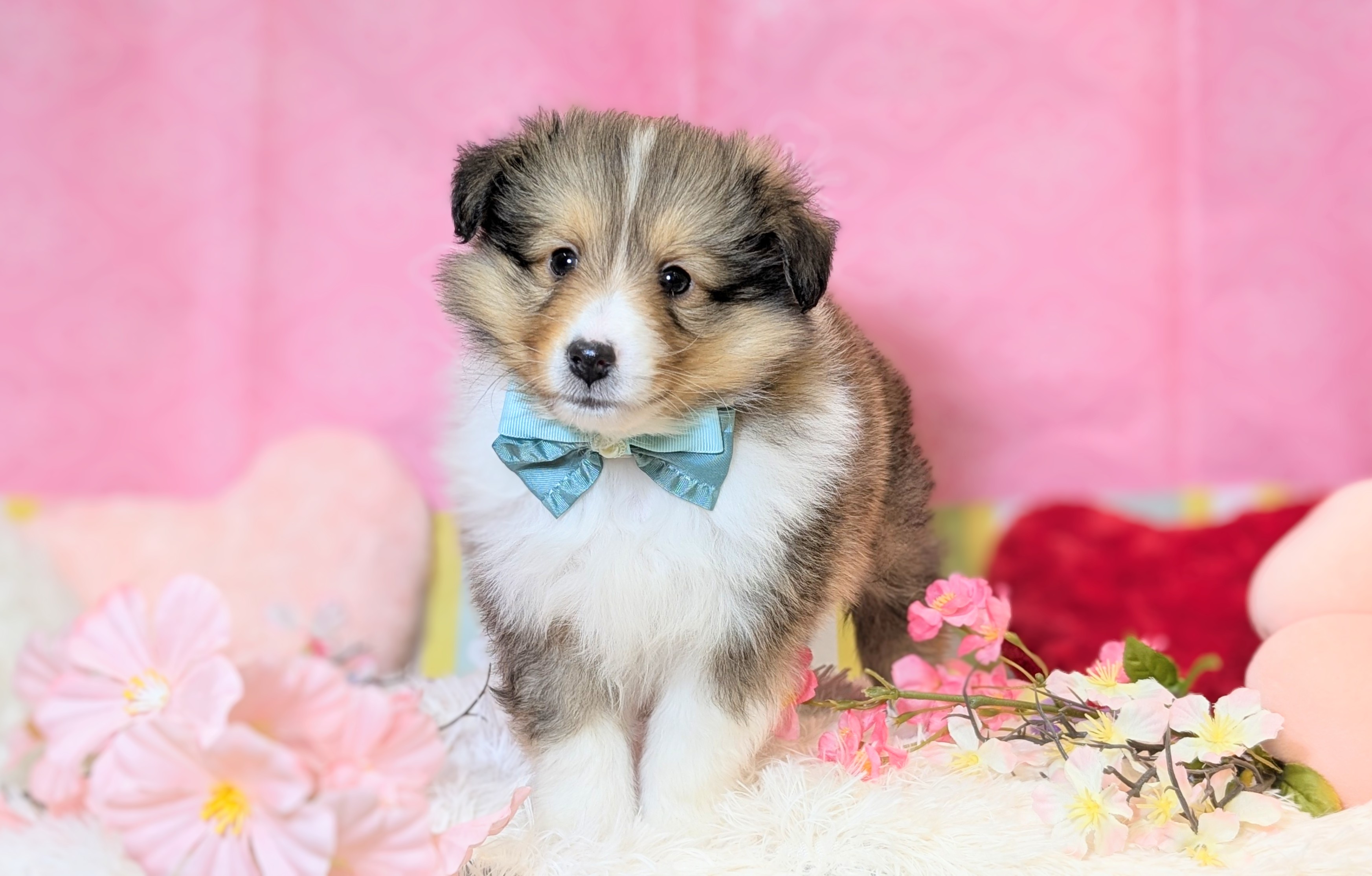 兵庫県のシェットランドシープドッグ (ペッツワン神戸西神南店/2025年12月18日生まれ/男の子/セーブルホワイト)の子犬の3枚目の画像