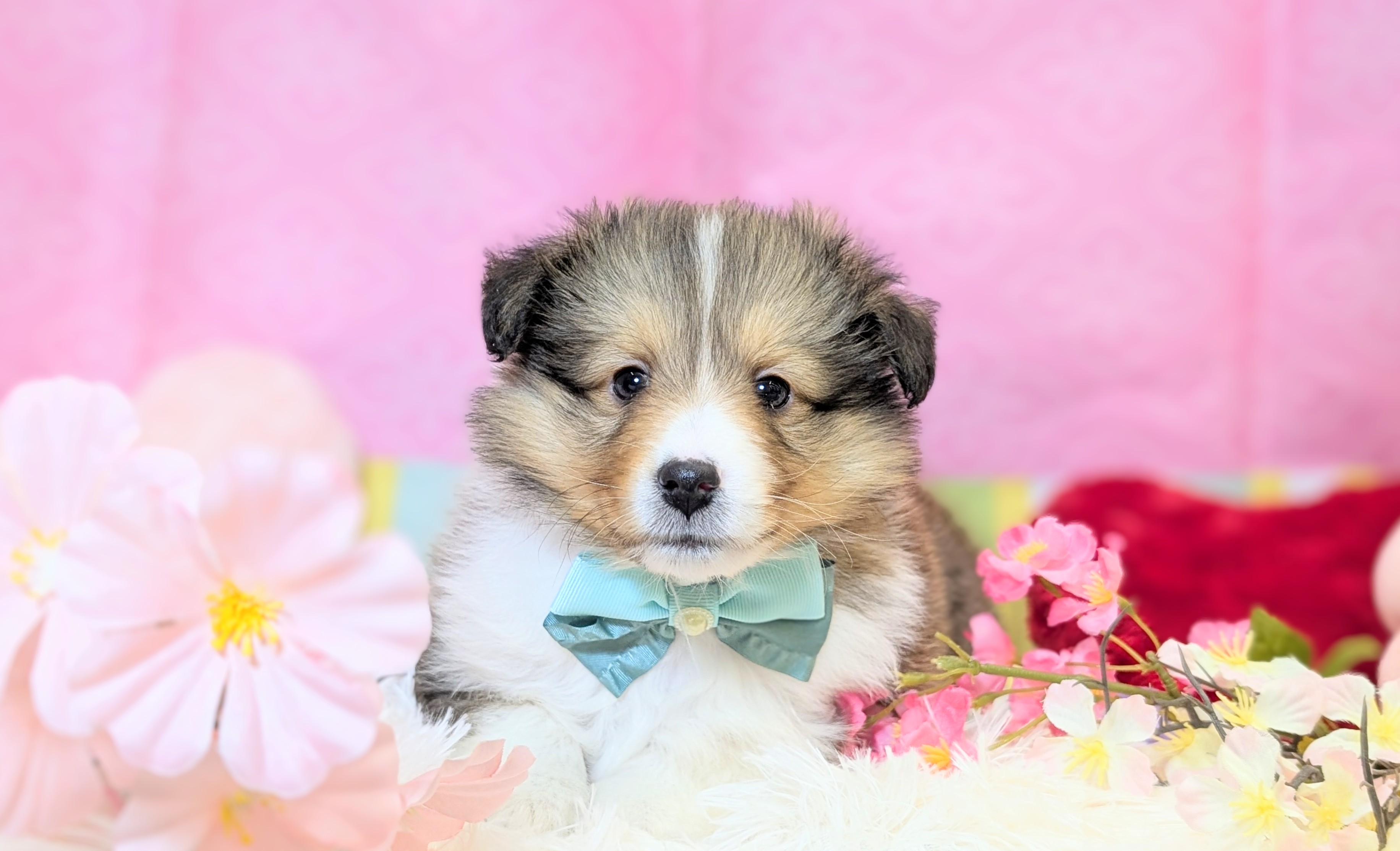 兵庫県のシェットランドシープドッグ (ペッツワン神戸西神南店/2025年12月18日生まれ/男の子/セーブルホワイト)の子犬の2枚目の画像