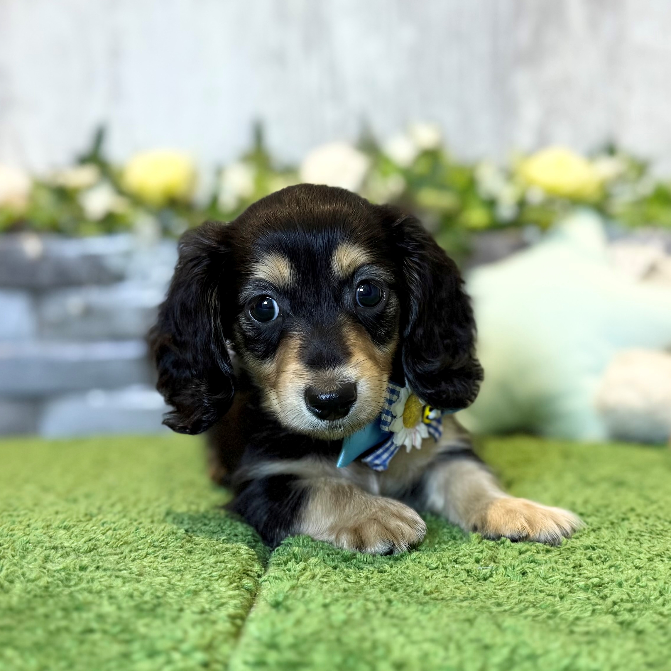 兵庫県のミニチュアダックスフンド(ロング) (ペッツワン姫路大津店/2025年12月18日生まれ/男の子/ブラックタン)の子犬の3枚目の画像