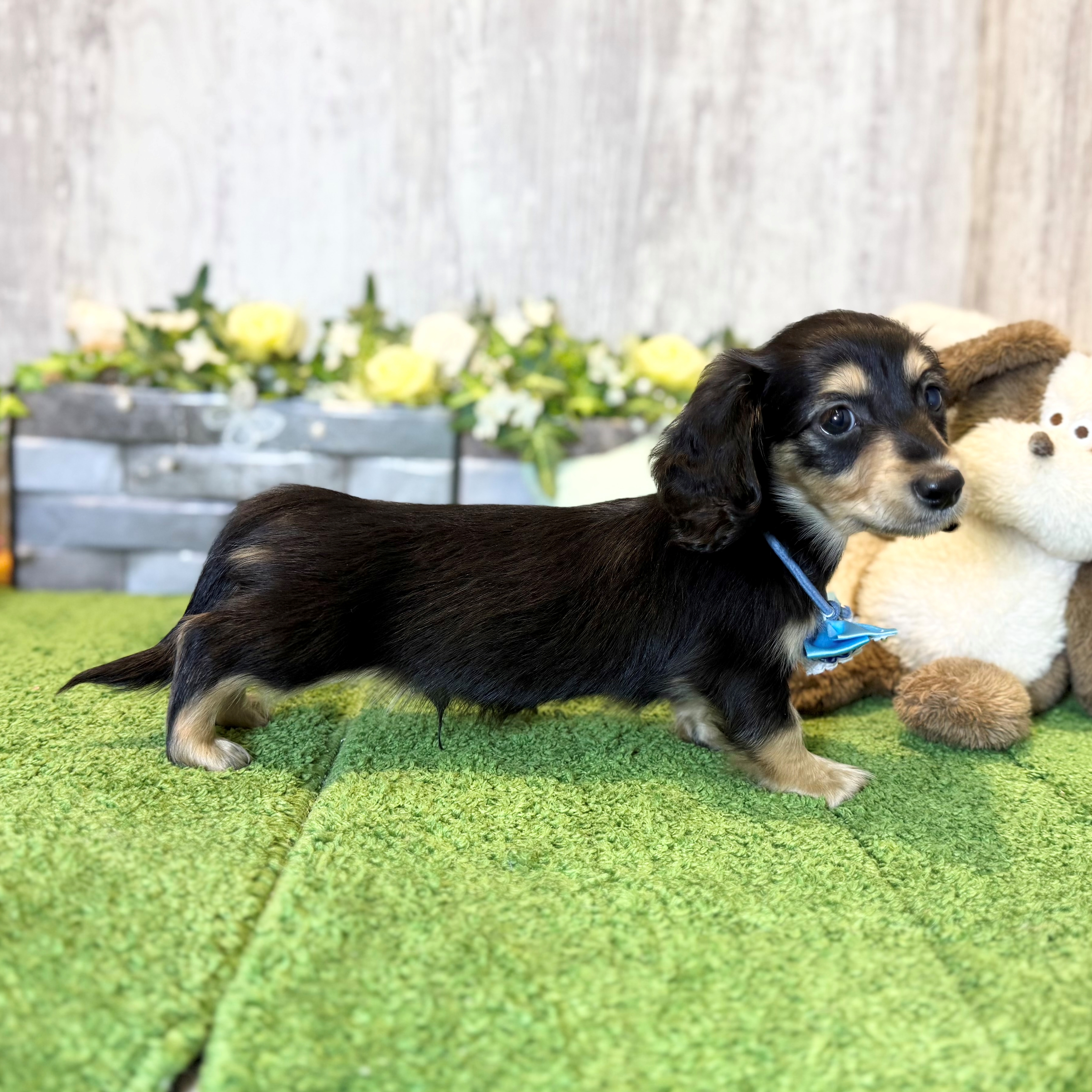 兵庫県のミニチュアダックスフンド(ロング) (ペッツワン姫路大津店/2025年12月18日生まれ/男の子/ブラックタン)の子犬の2枚目の画像