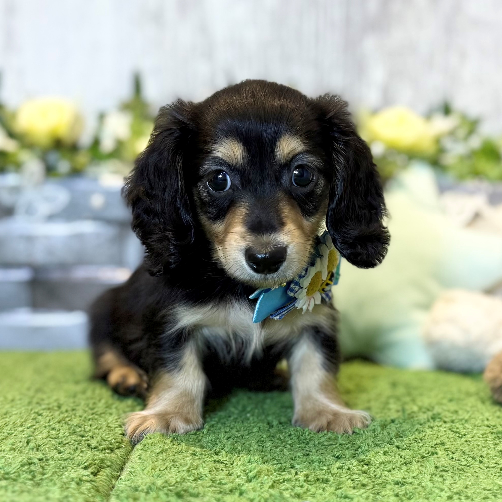 兵庫県のミニチュアダックスフンド(ロング) (ペッツワン姫路大津店/2025年12月18日生まれ/男の子/ブラックタン)の子犬の1枚目の画像