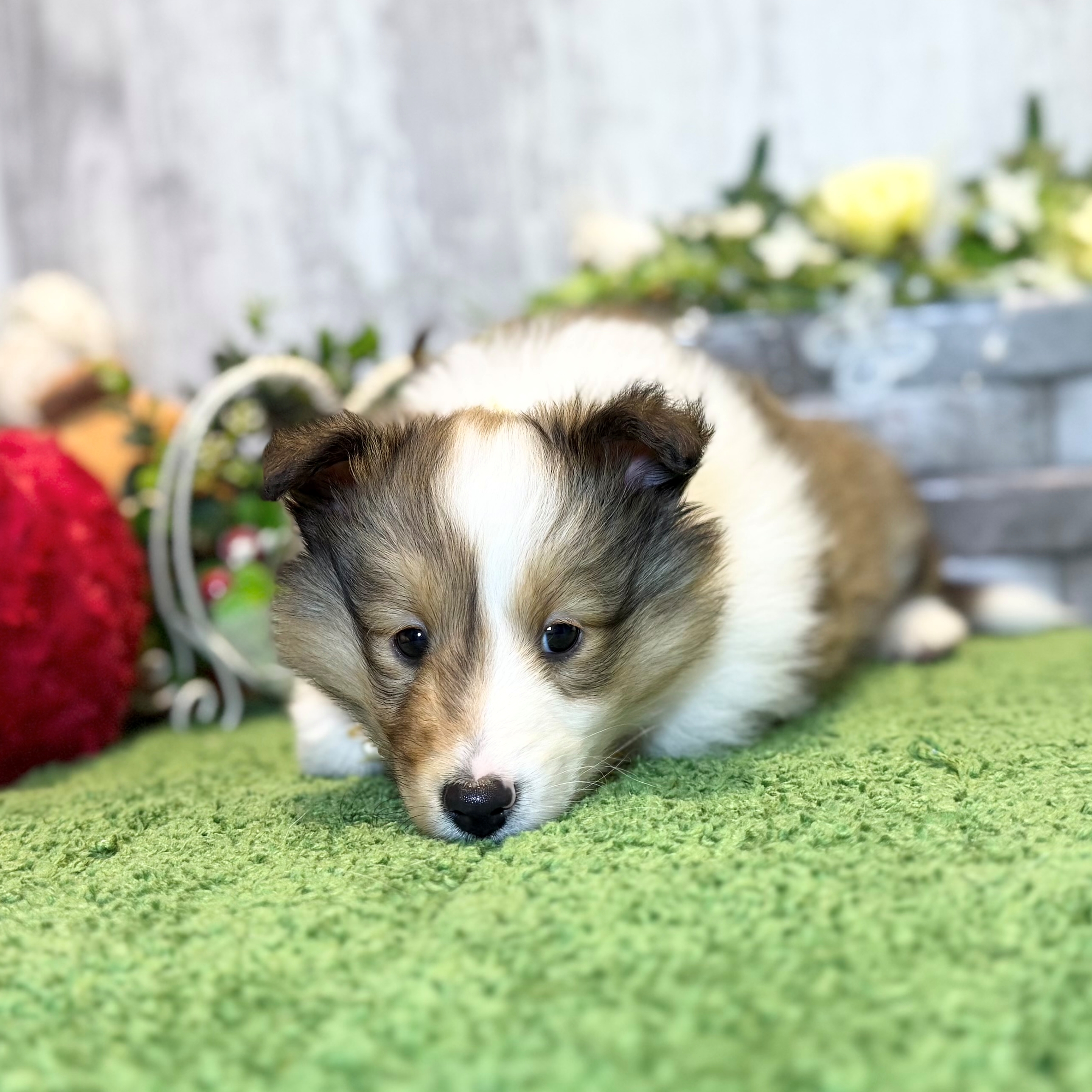 兵庫県のシェットランドシープドッグ (ペッツワン姫路大津店/2025年12月18日生まれ/女の子/セーブルホワイト)の子犬の3枚目の画像