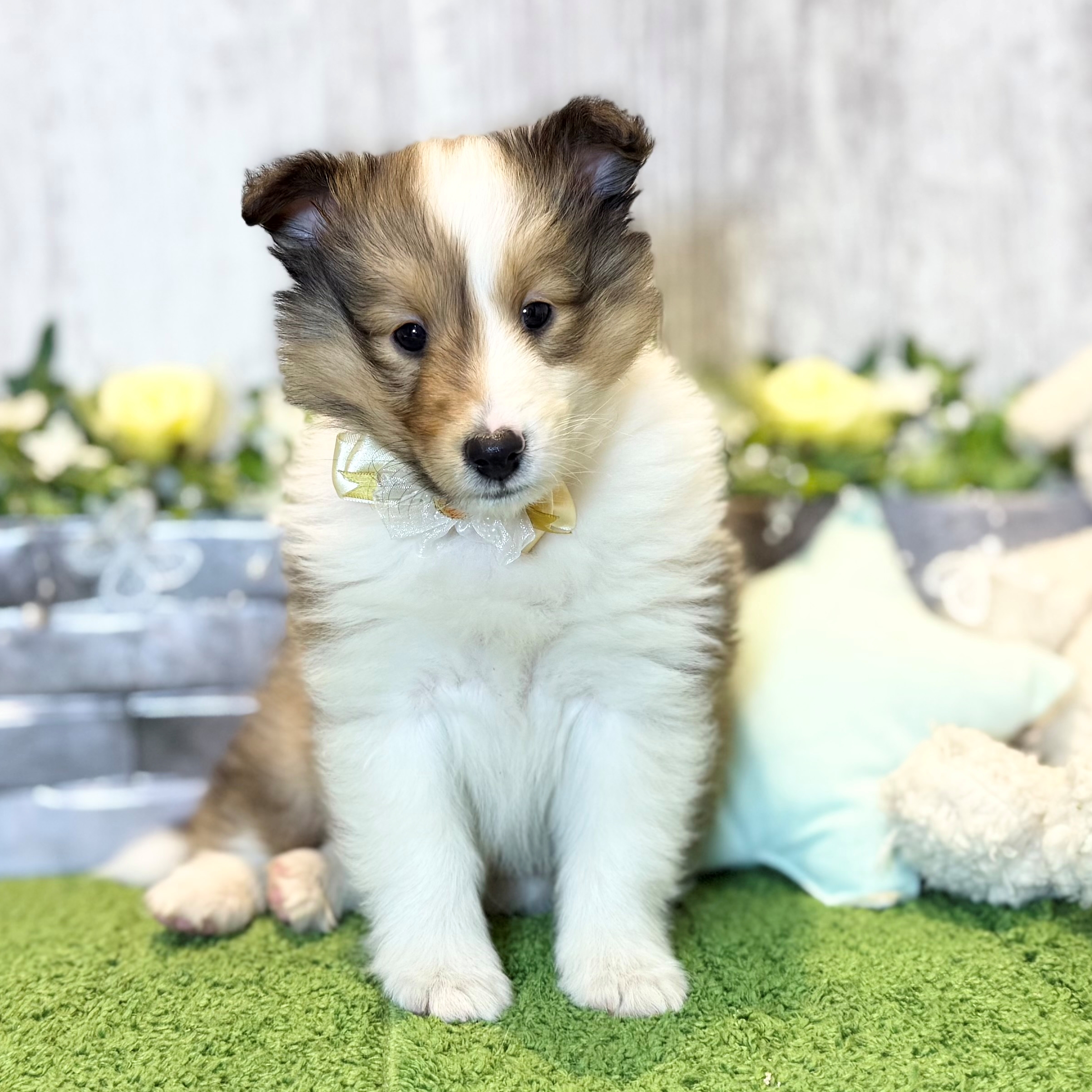 兵庫県のシェットランドシープドッグ (ペッツワン姫路大津店/2025年12月18日生まれ/女の子/セーブルホワイト)の子犬の1枚目の画像