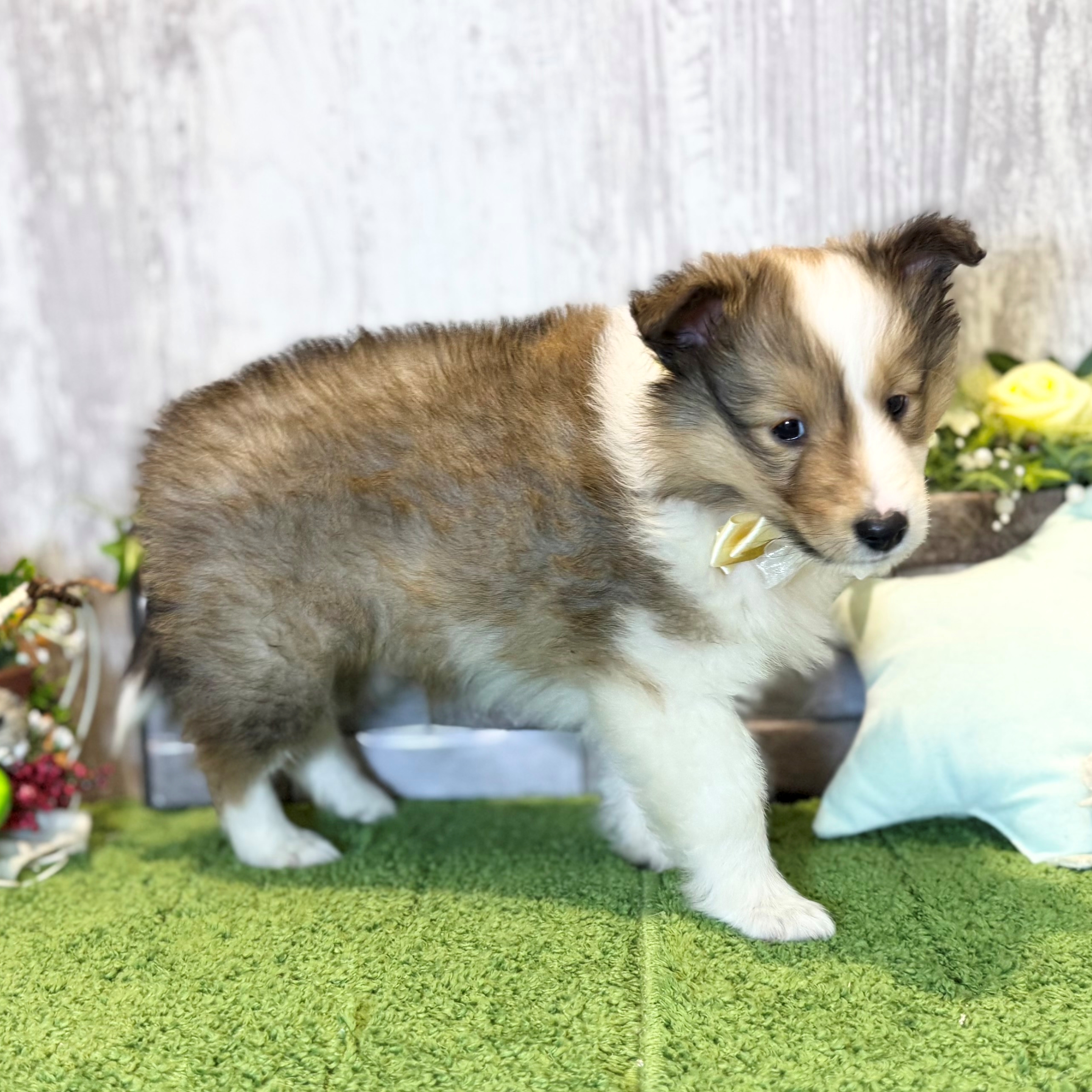 兵庫県のシェットランドシープドッグ (ペッツワン姫路大津店/2025年12月18日生まれ/女の子/セーブルホワイト)の子犬の2枚目の画像