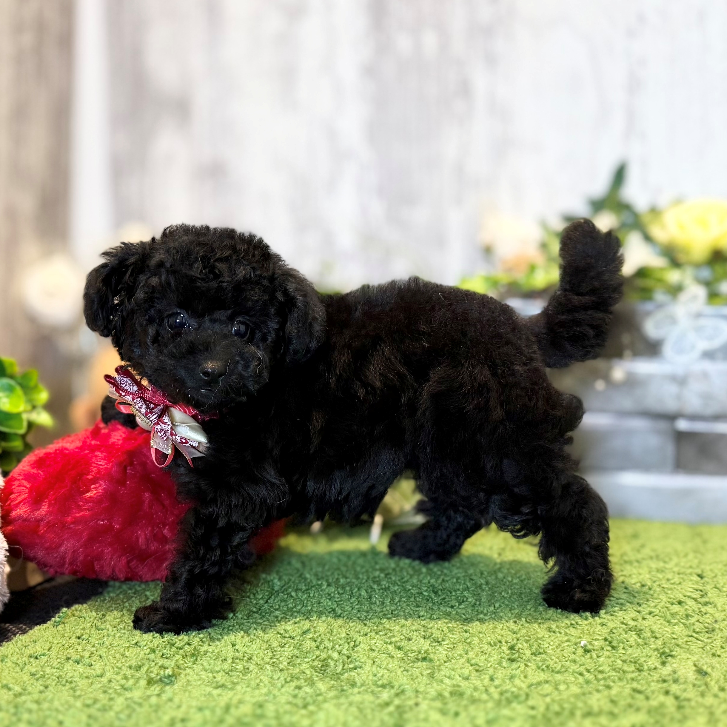 兵庫県のトイプードル(トイ) (ペッツワン姫路大津店/2025年12月17日生まれ/女の子/ブラック)の子犬の2枚目の画像