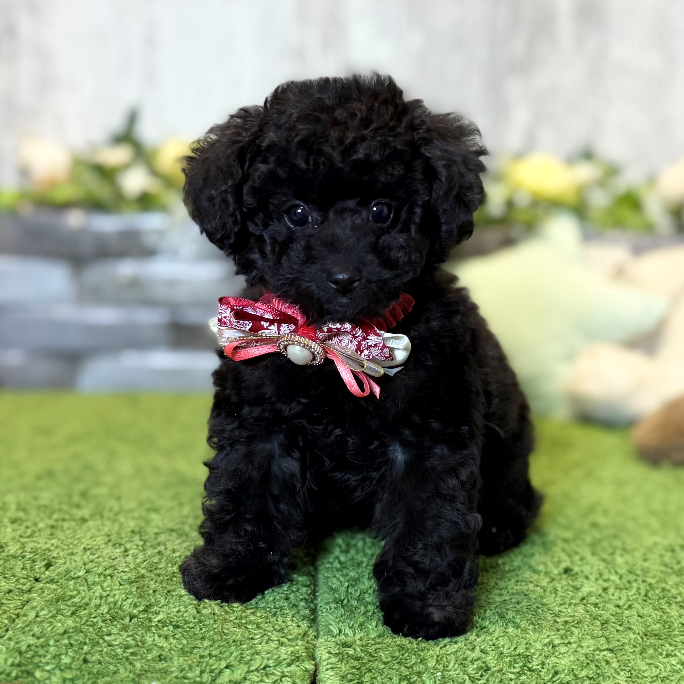 兵庫県のトイプードル(トイ) (ペッツワン姫路大津店/2025年12月17日生まれ/女の子/ブラック)の子犬の1枚目の画像