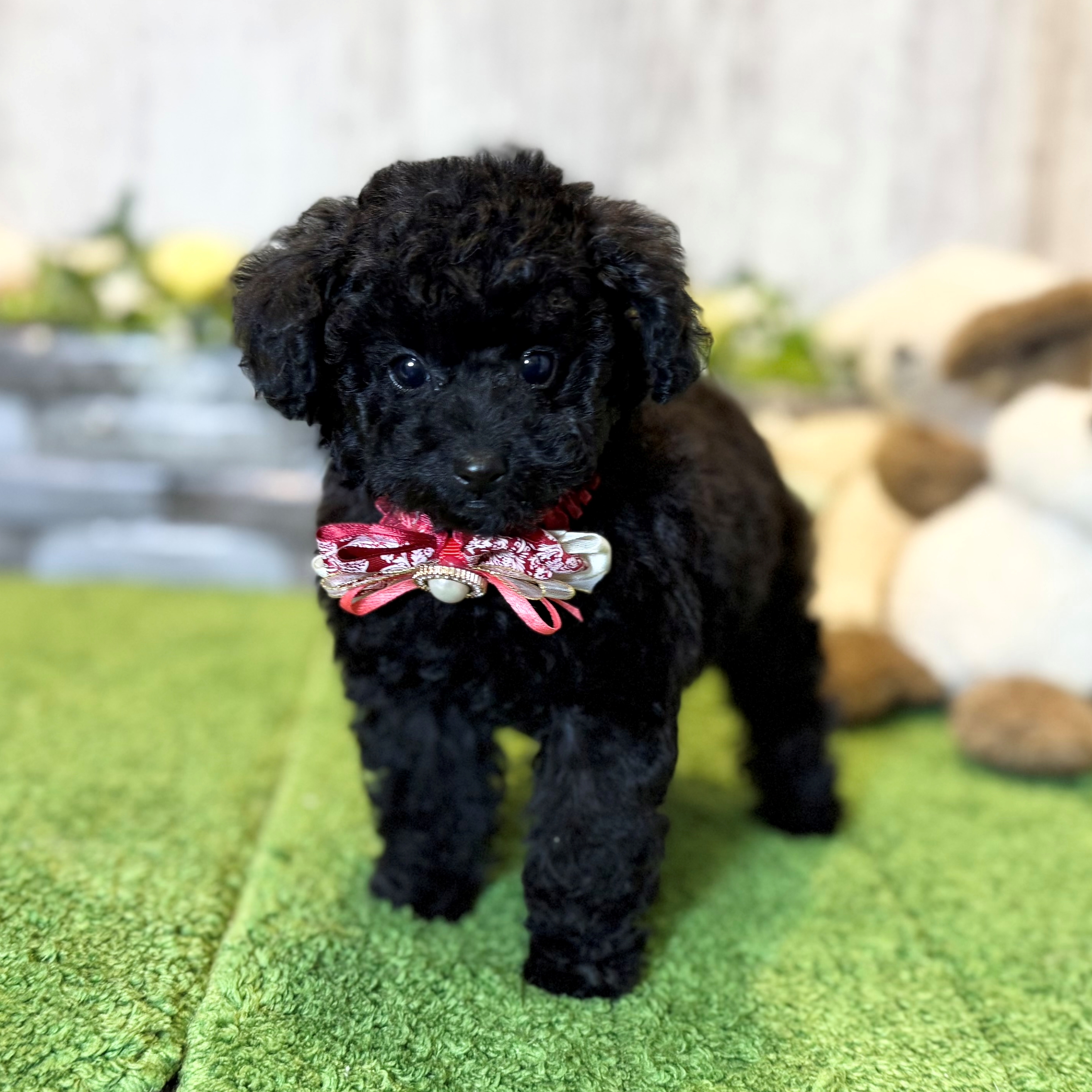 兵庫県のトイプードル(トイ) (ペッツワン姫路大津店/2025年12月17日生まれ/女の子/ブラック)の子犬の3枚目の画像