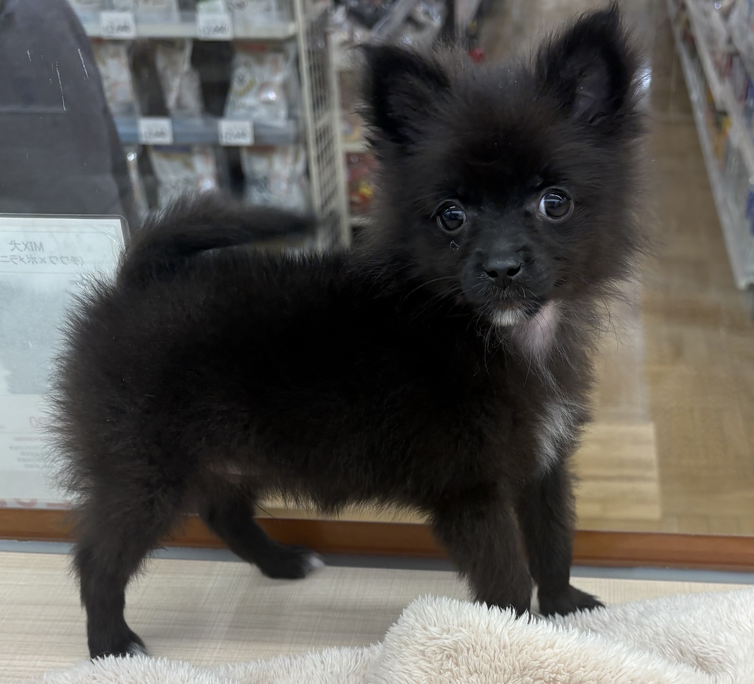 千葉県のハーフ犬・ミックス犬 (ペッツワン佐倉店/2025年12月5日生まれ/男の子/ブラック)の子犬の1枚目の画像