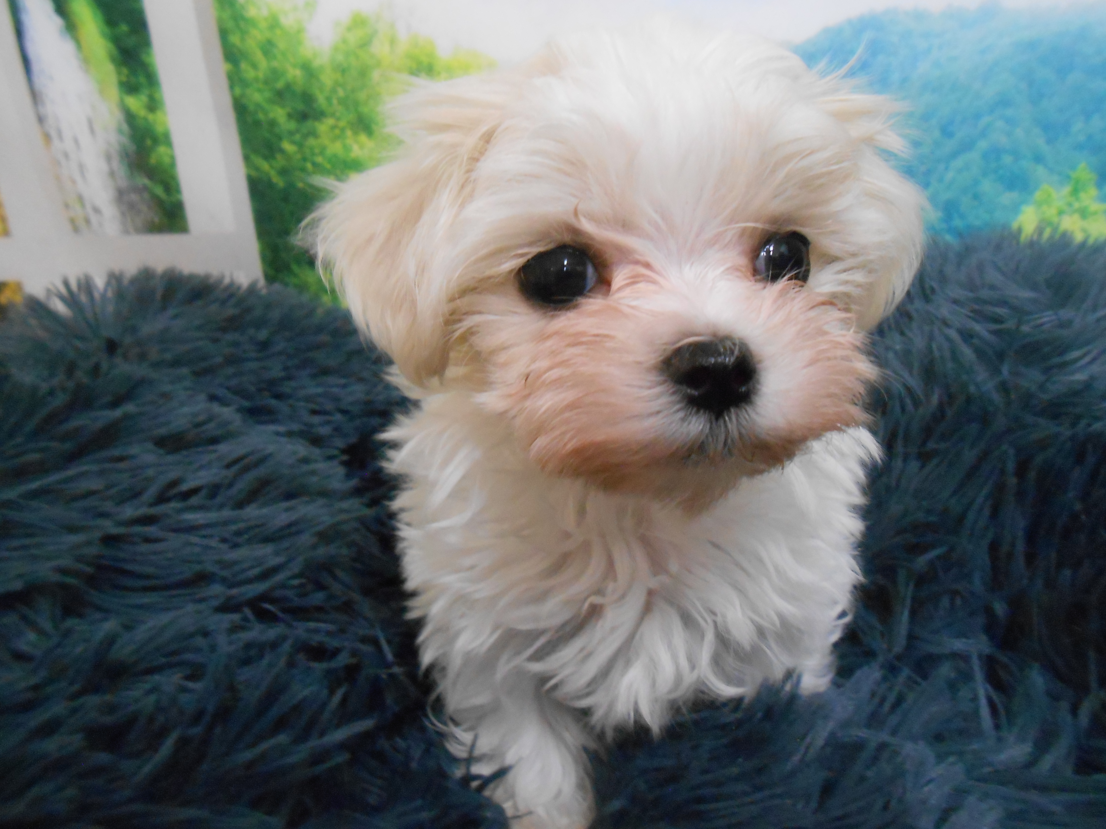 愛知県のマルチーズ (ペッツワン半田店/2025年12月19日生まれ/女の子/ホワイト)の子犬