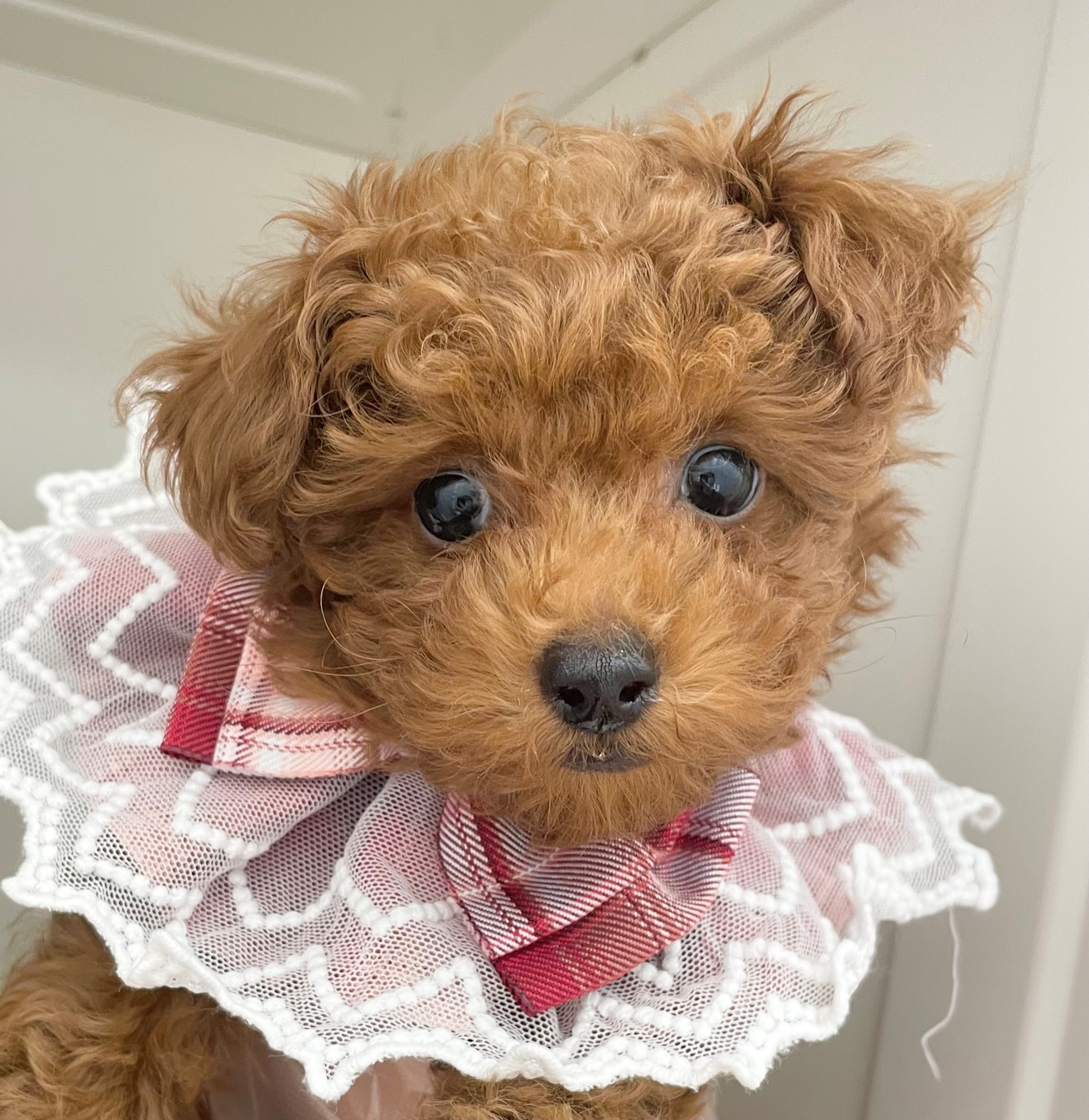 岐阜県のトイプードル(トイ) (ペッツワン可児店/2025年12月4日生まれ/女の子/レッド)の子犬