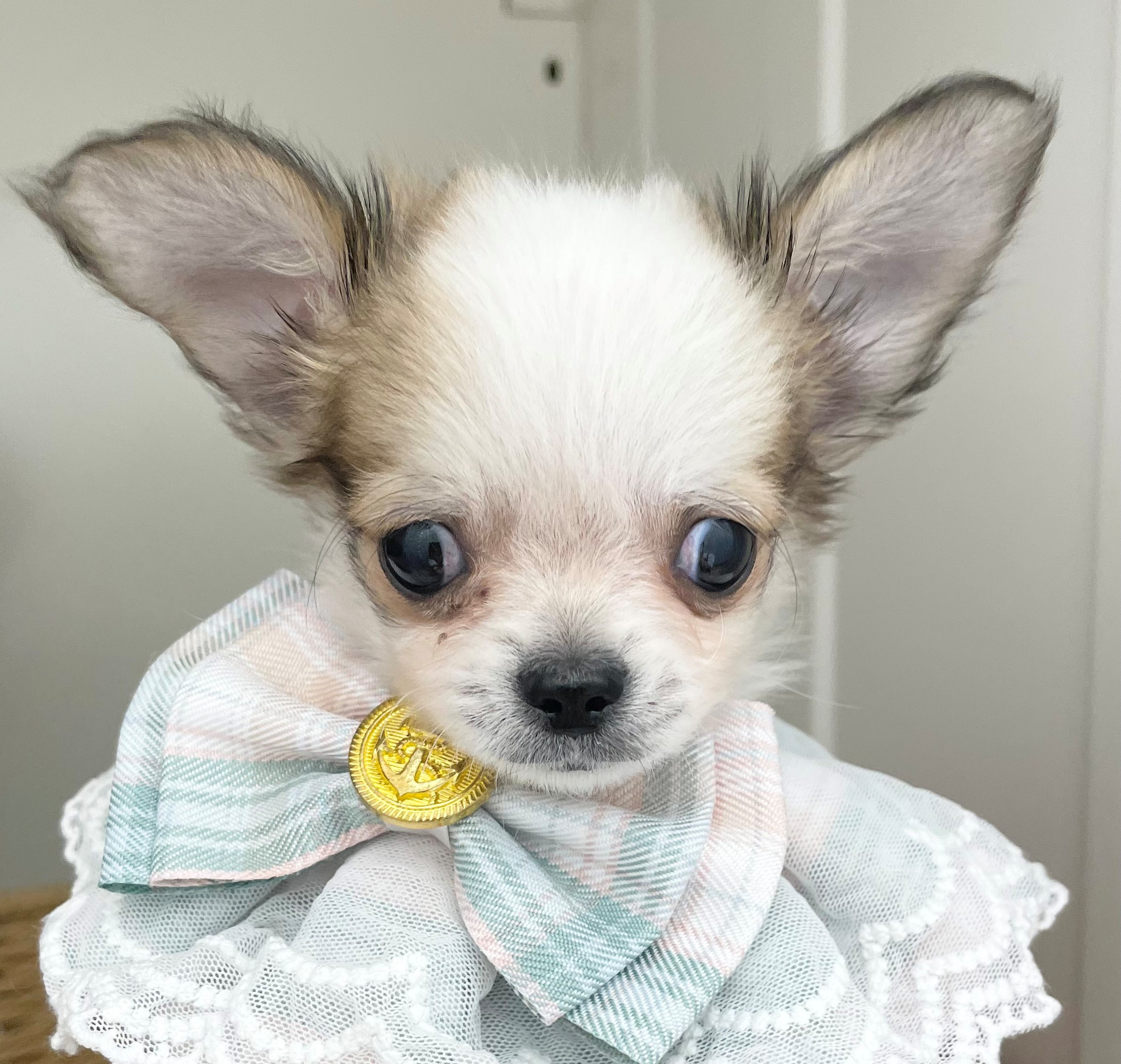 岐阜県のチワワ(ロング) (ペッツワン可児店/2025年11月30日生まれ/男の子/ホワイトレッド)の子犬