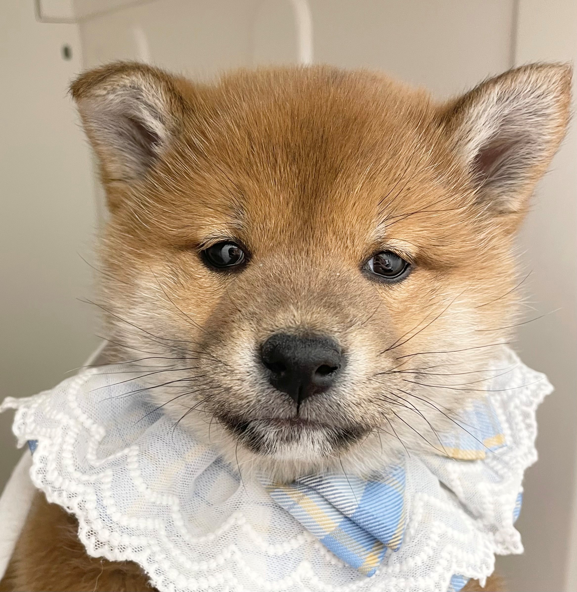 岐阜県の柴犬(標準サイズ) (ペッツワン可児店/2025年12月9日生まれ/男の子/レッド)の子犬