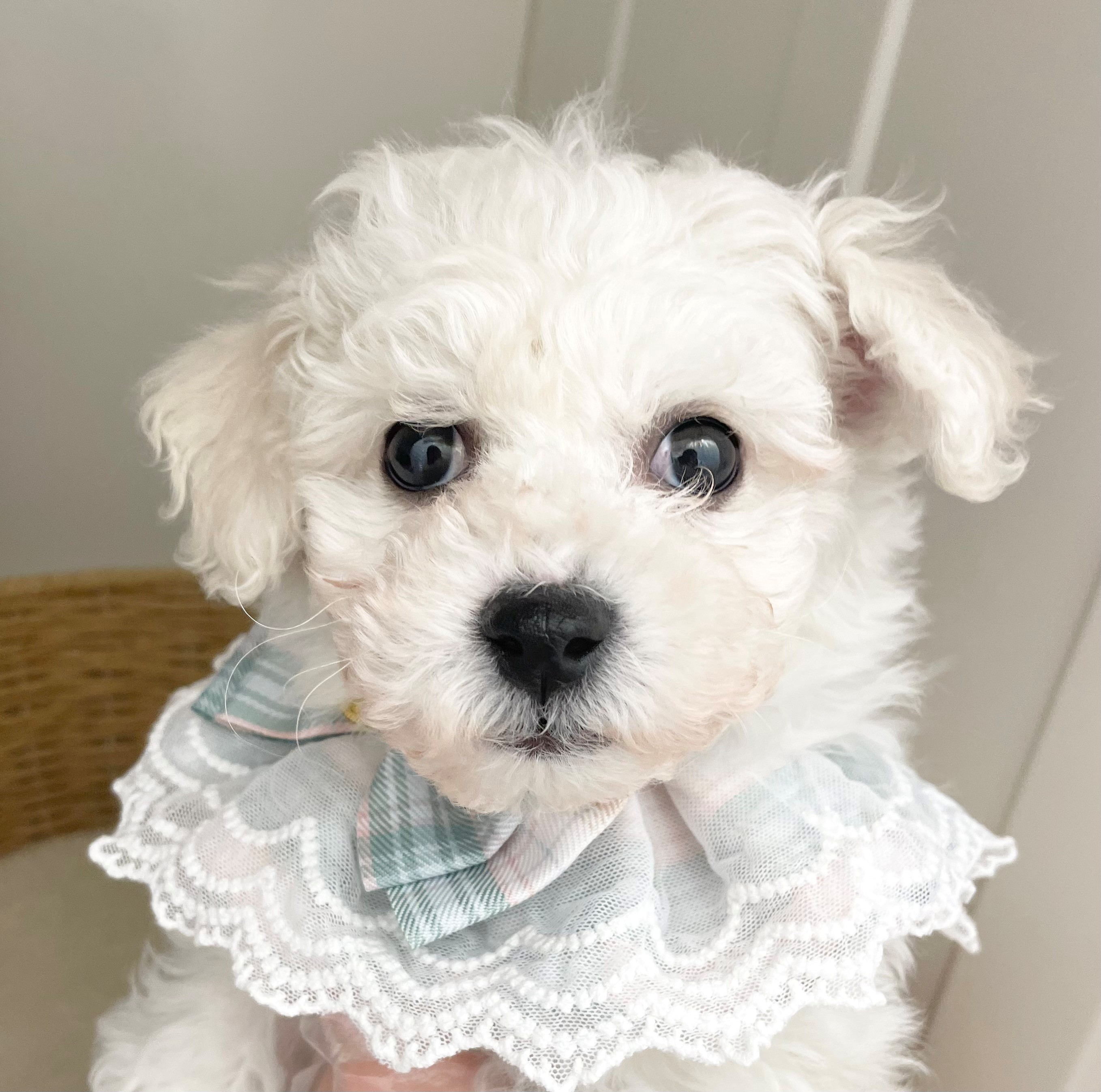 岐阜県のビションフリーゼ (ペッツワン可児店/2025年12月8日生まれ/男の子/ホワイト)の子犬