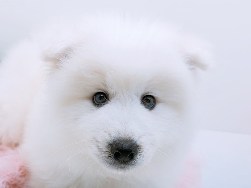 愛知県のサモエド (ペッツワン小牧店/2025年12月12日生まれ/男の子/ホワイト)の子犬