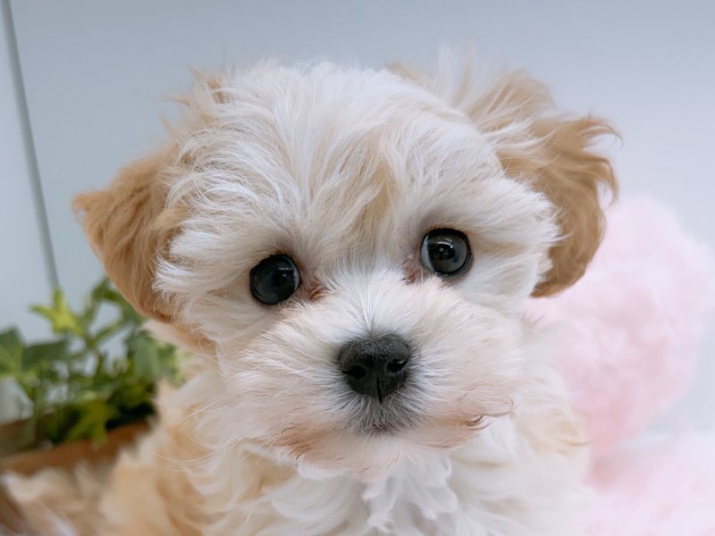 愛知県のハーフ犬・ミックス犬 (ペッツワン小牧店/2025年12月20日生まれ/女の子/クリーム)の子犬