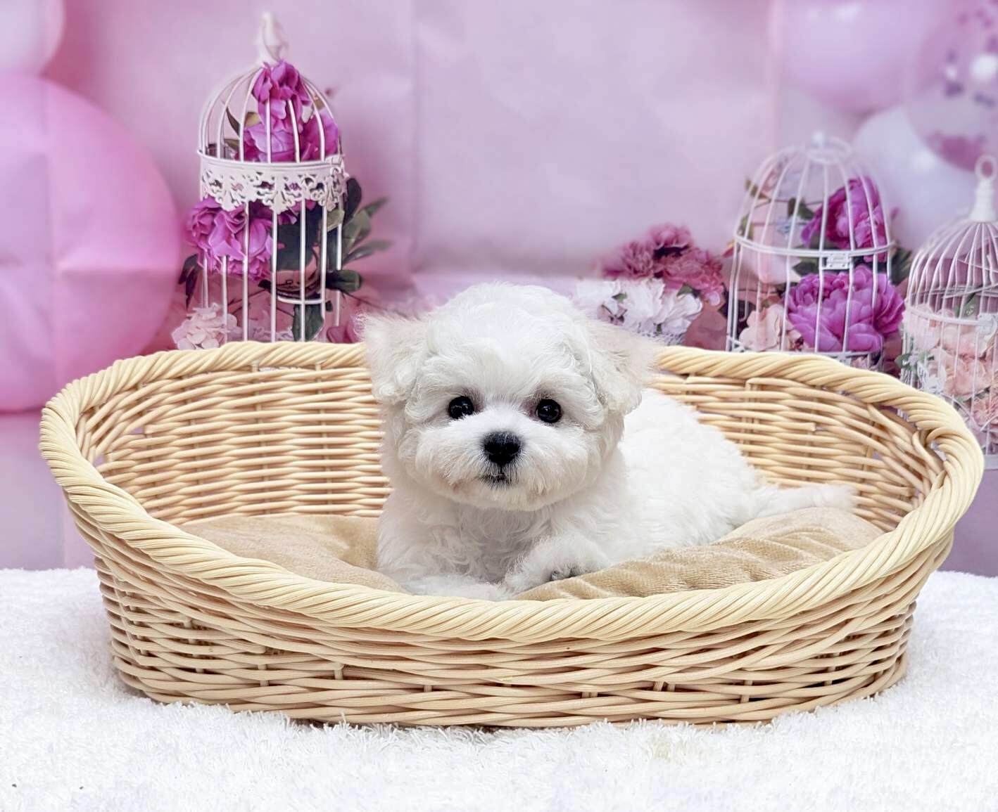 岡山県のビションフリーゼ (ペッツワンFC津山店/2025年11月25日生まれ/女の子/ホワイト)の子犬