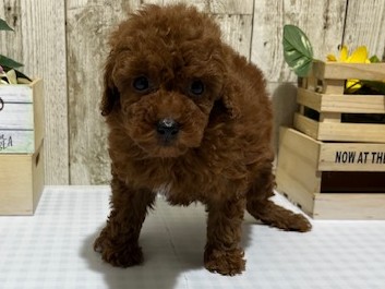 静岡県のトイプードル(トイ) (ペッツワン浜松都田テクノ店/2025年12月17日生まれ/女の子/レッドフォーン)の子犬