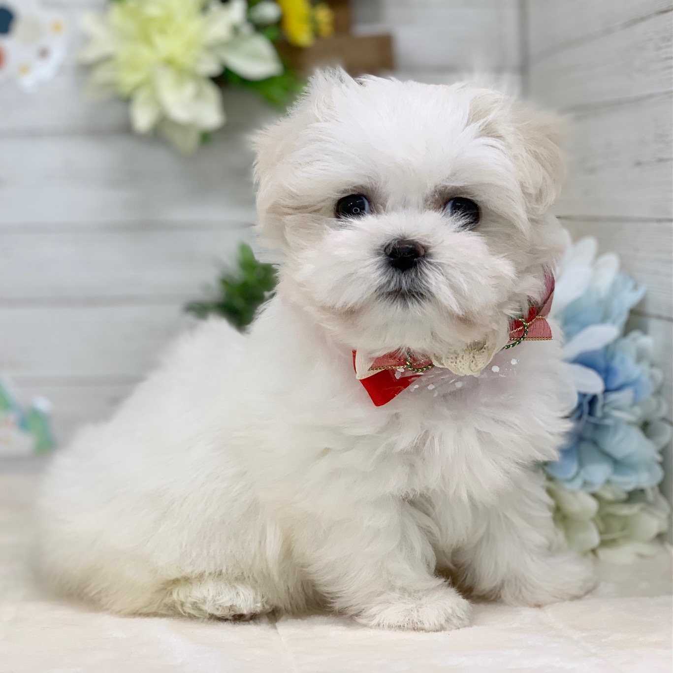 兵庫県のマルチーズ (ペッツワン神戸ひよどり台店/2025年12月17日生まれ/女の子/ホワイト)の子犬の2枚目の画像