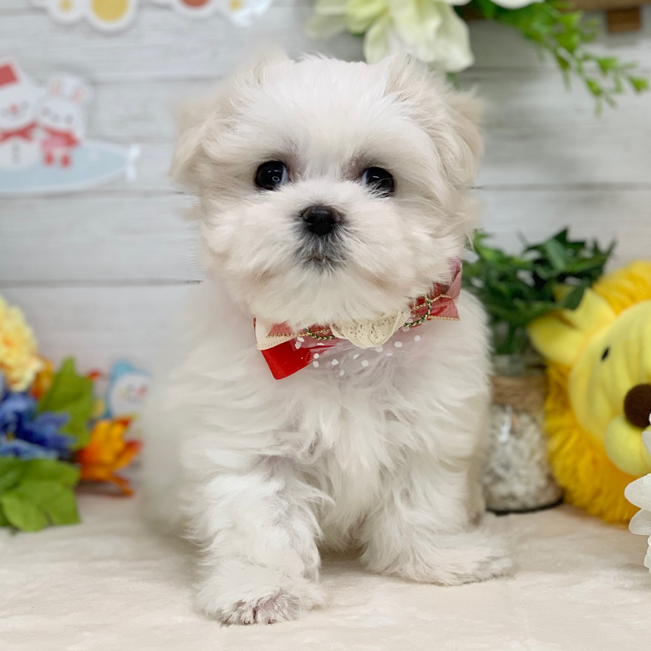 兵庫県のマルチーズ (ペッツワン神戸ひよどり台店/2025年12月17日生まれ/女の子/ホワイト)の子犬の1枚目の画像