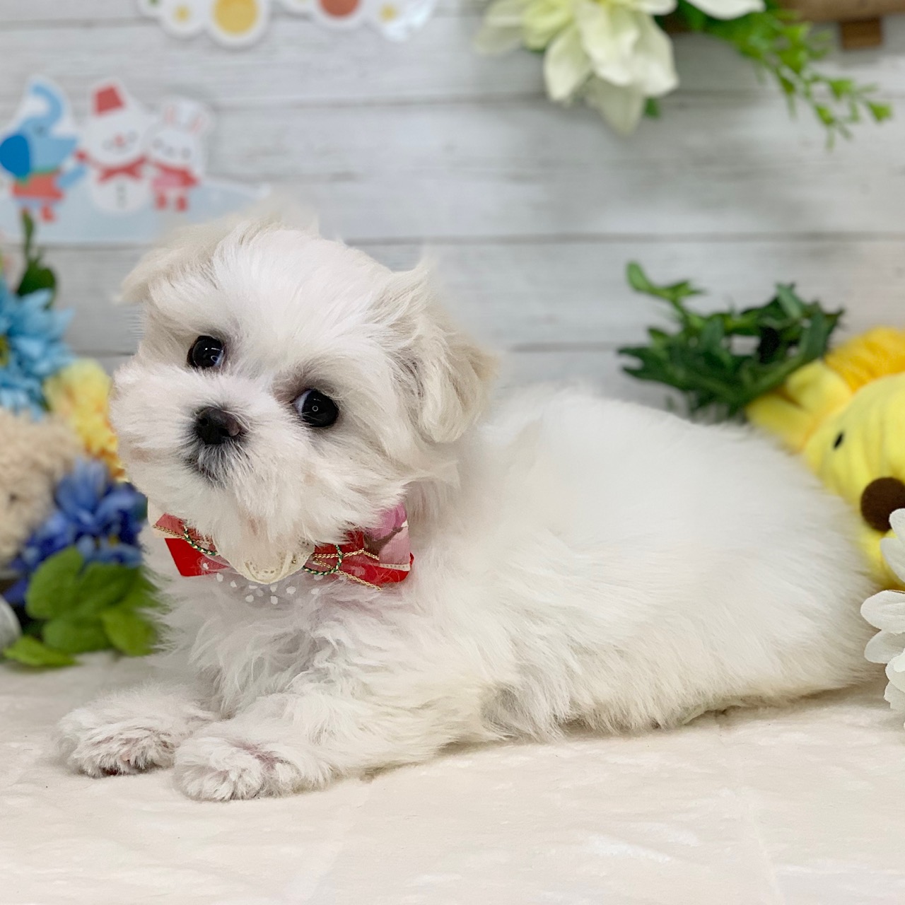 兵庫県のマルチーズ (ペッツワン神戸ひよどり台店/2025年12月17日生まれ/女の子/ホワイト)の子犬の3枚目の画像