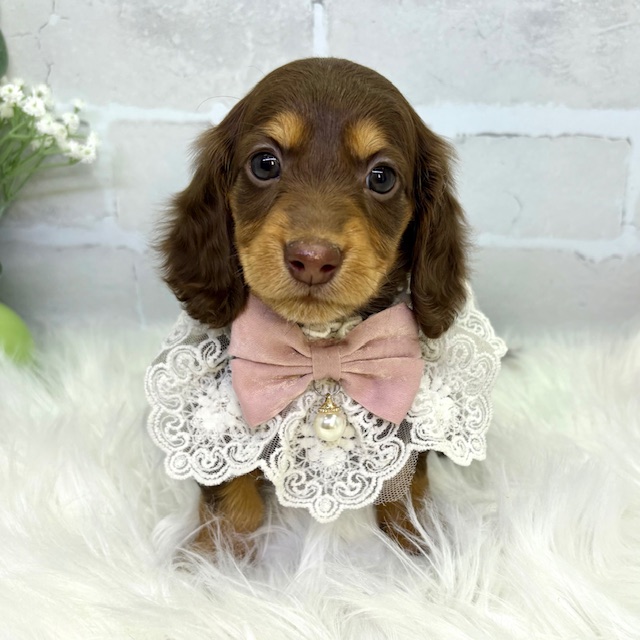 大阪府のミニチュアダックスフンド(ロング) (ペッツワン高槻店/2025年12月17日生まれ/女の子/ブラウンタン)の子犬の1枚目の画像