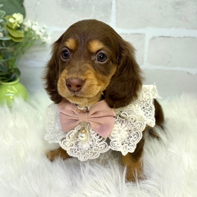 大阪府のミニチュアダックスフンド(ロング) (ペッツワン高槻店/2025年12月17日生まれ/女の子/ブラウンタン)の子犬の3枚目の画像