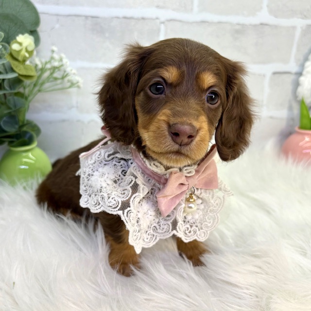 大阪府のミニチュアダックスフンド(ロング) (ペッツワン高槻店/2025年12月17日生まれ/女の子/ブラウンタン)の子犬の2枚目の画像