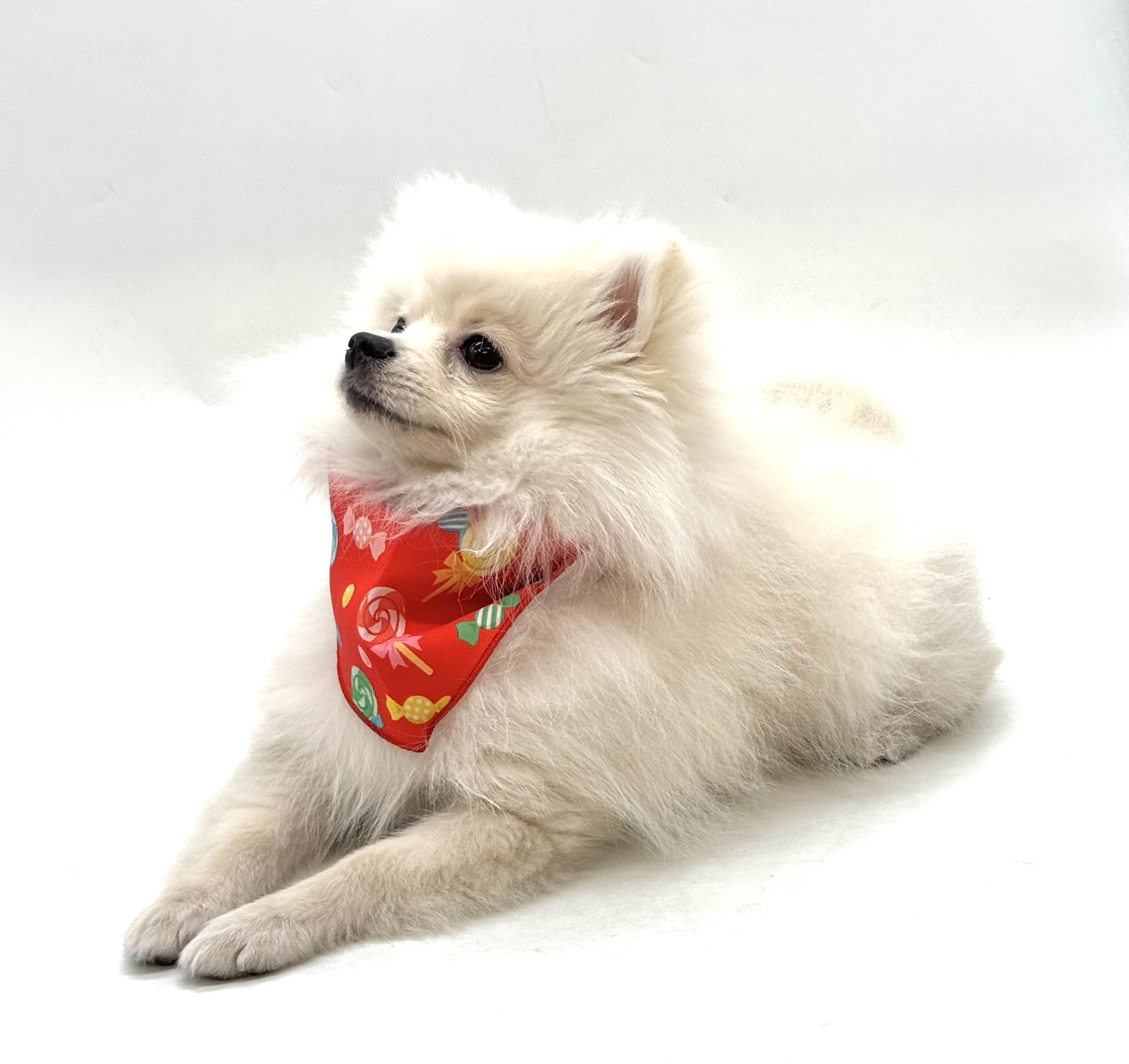 埼玉県のポメラニアン (ペッツワン深谷川本店/2025年9月15日生まれ/男の子/クリーム)の子犬の3枚目の画像