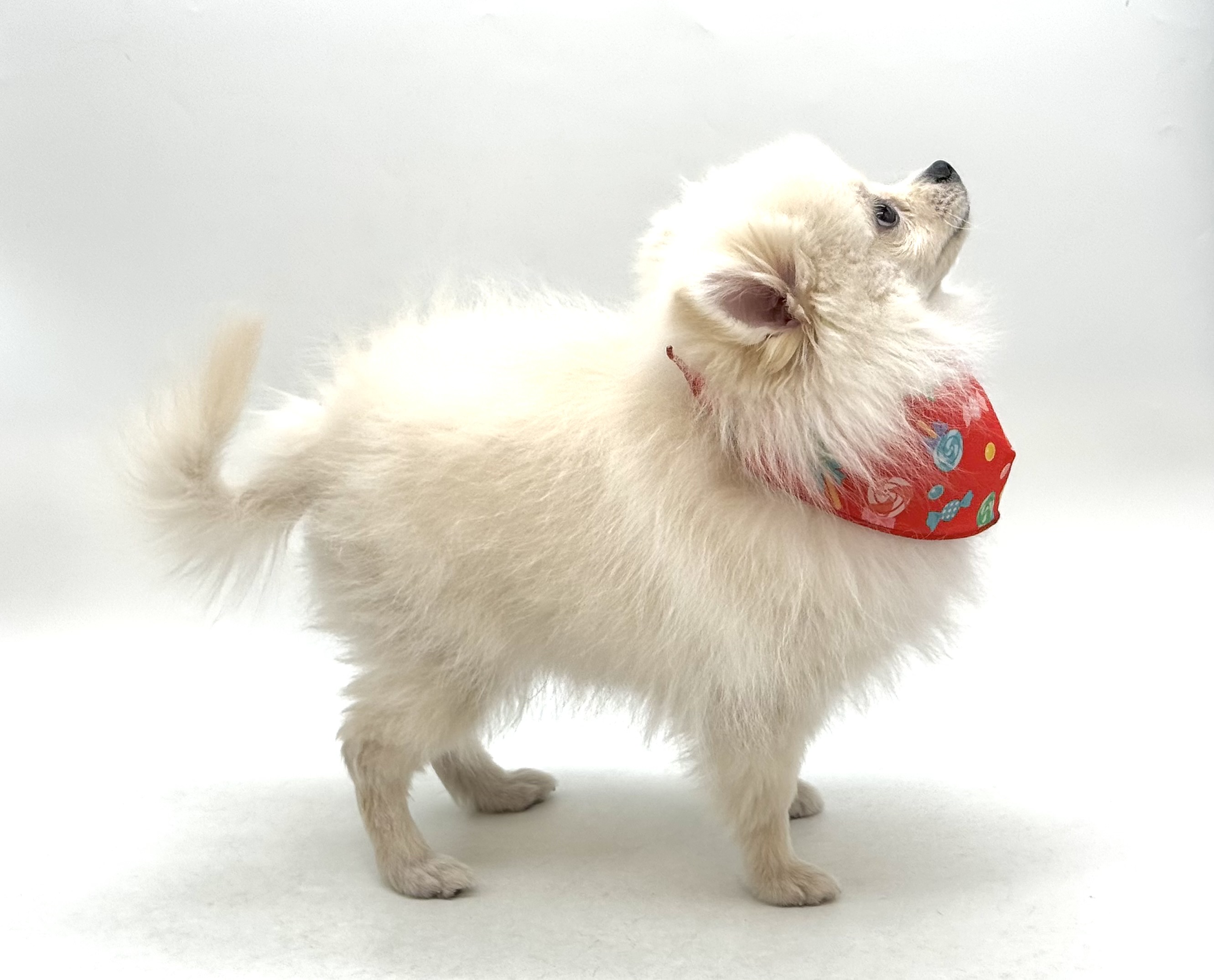 埼玉県のポメラニアン (ペッツワン深谷川本店/2025年9月15日生まれ/男の子/クリーム)の子犬の2枚目の画像