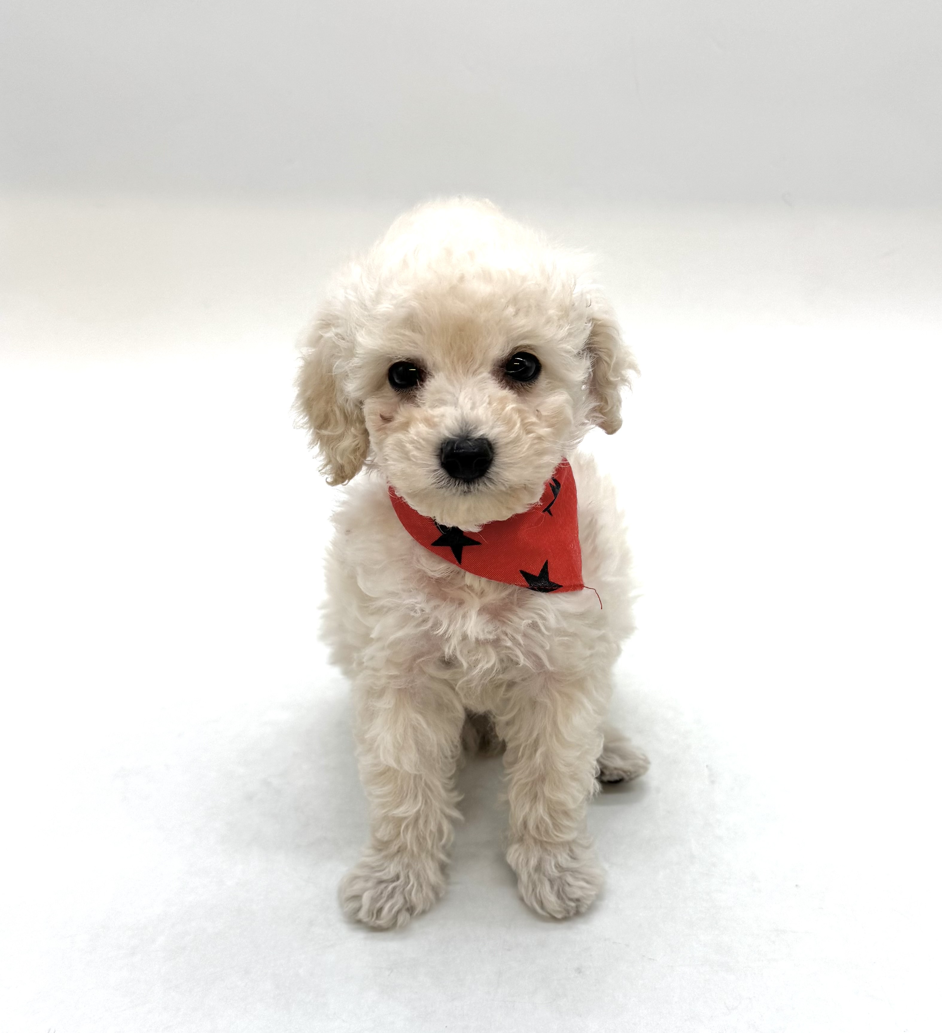 埼玉県のトイプードル(トイ) (ペッツワン深谷川本店/2025年11月21日生まれ/男の子/クリーム)の子犬の1枚目の画像