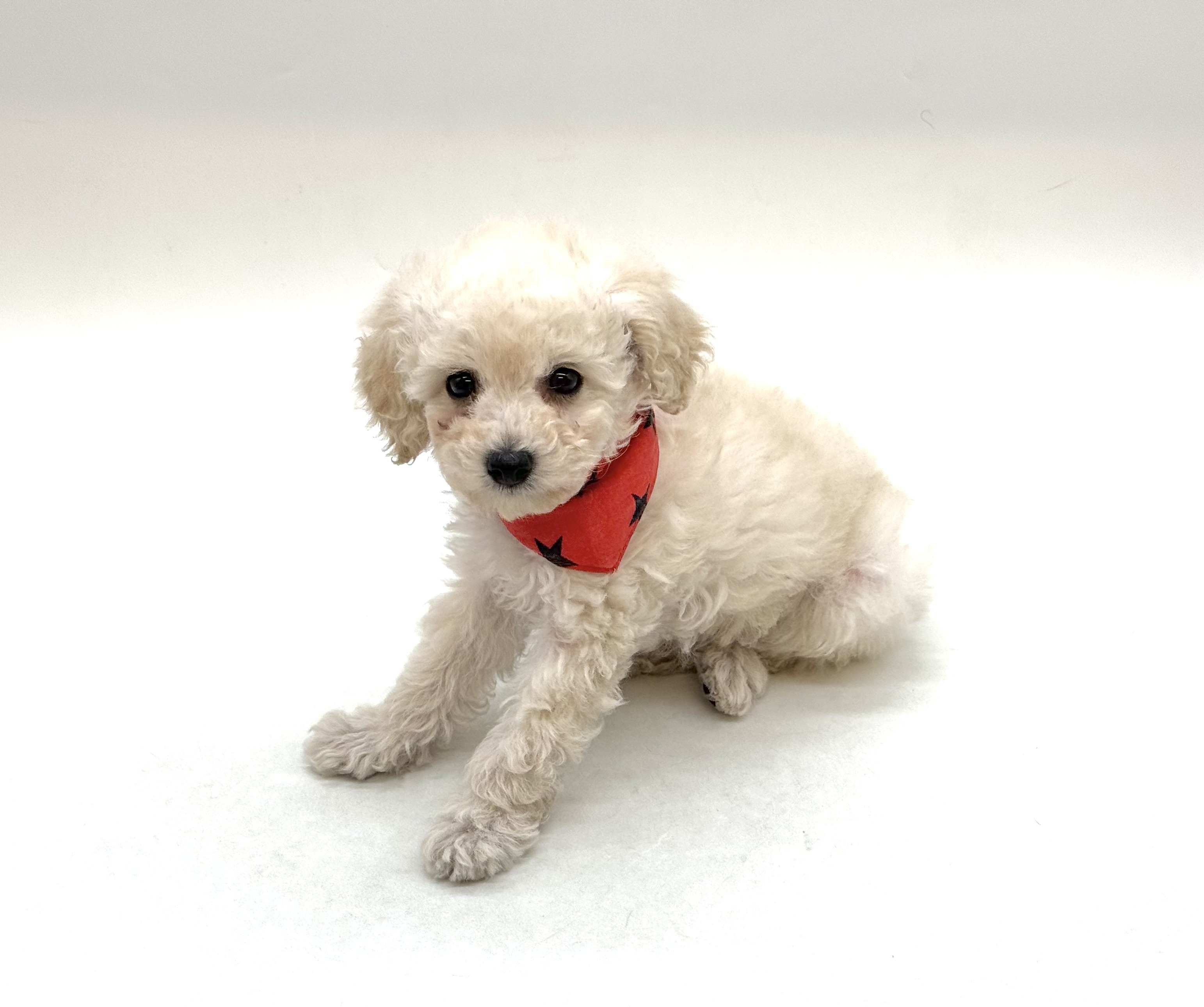 埼玉県のトイプードル(トイ) (ペッツワン深谷川本店/2025年11月21日生まれ/男の子/クリーム)の子犬の2枚目の画像