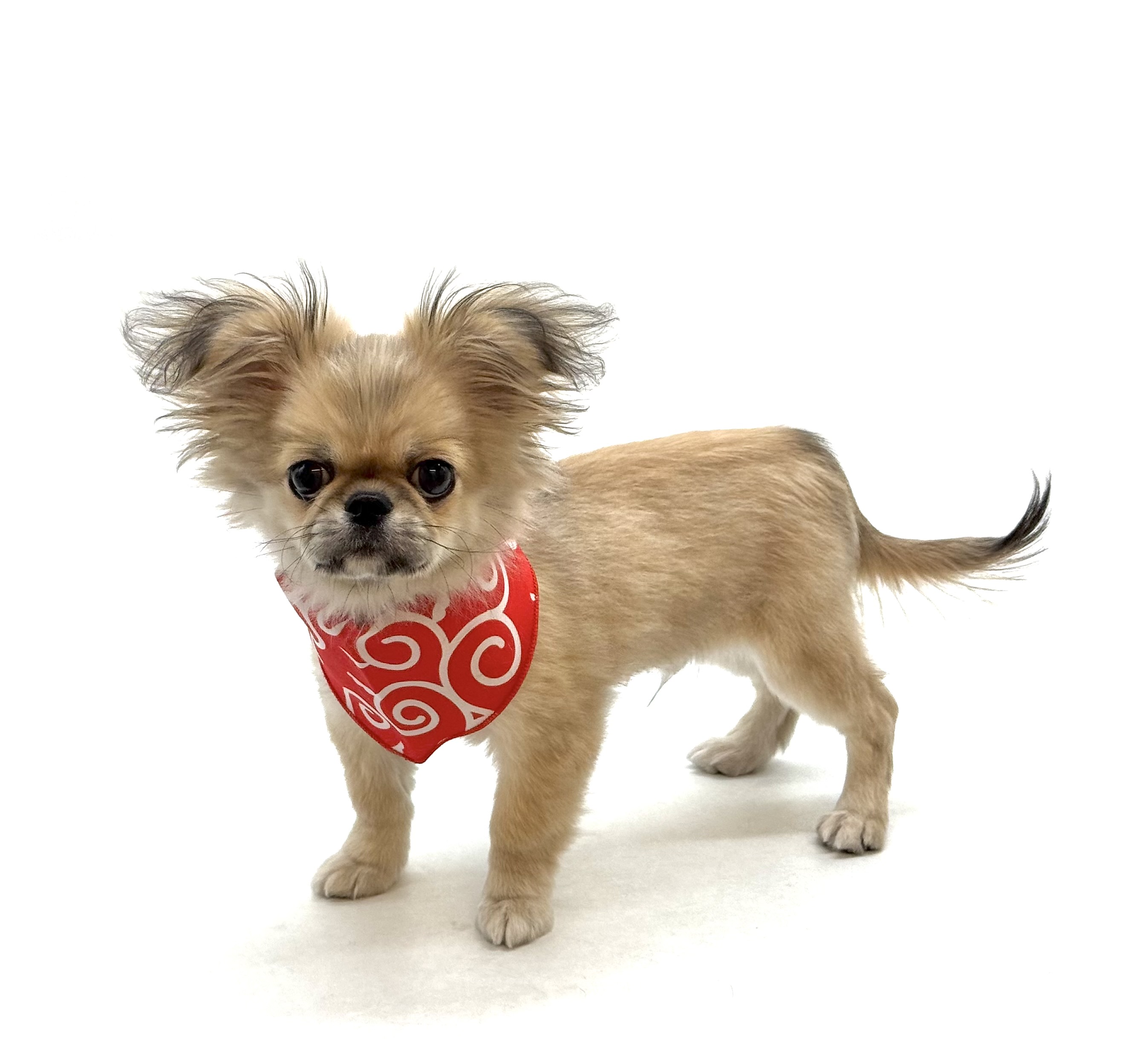 埼玉県のハーフ犬・ミックス犬 (ペッツワン深谷川本店/2025年9月15日生まれ/男の子/フォーン)の子犬の2枚目の画像