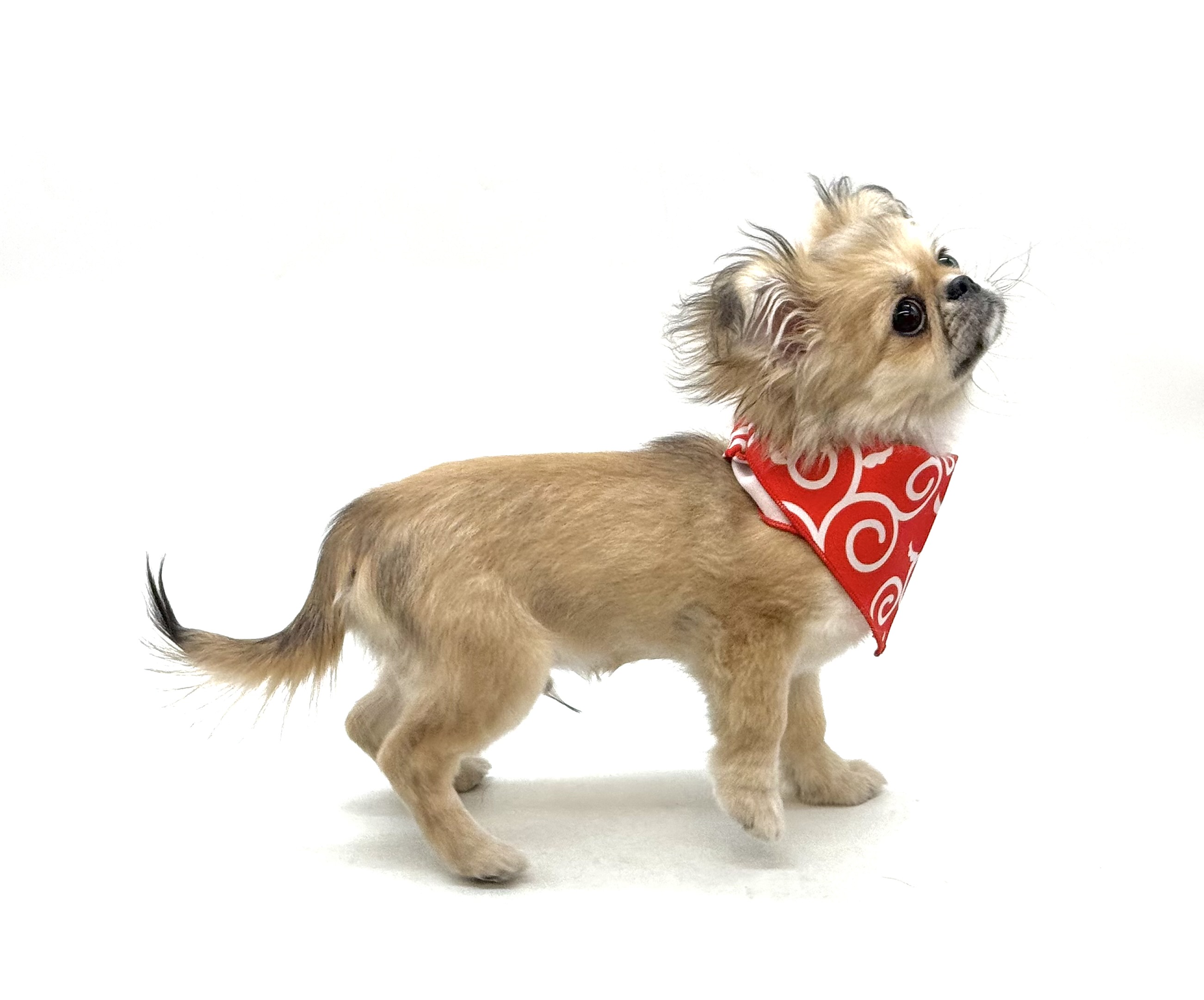 埼玉県のハーフ犬・ミックス犬 (ペッツワン深谷川本店/2025年9月15日生まれ/男の子/フォーン)の子犬の3枚目の画像